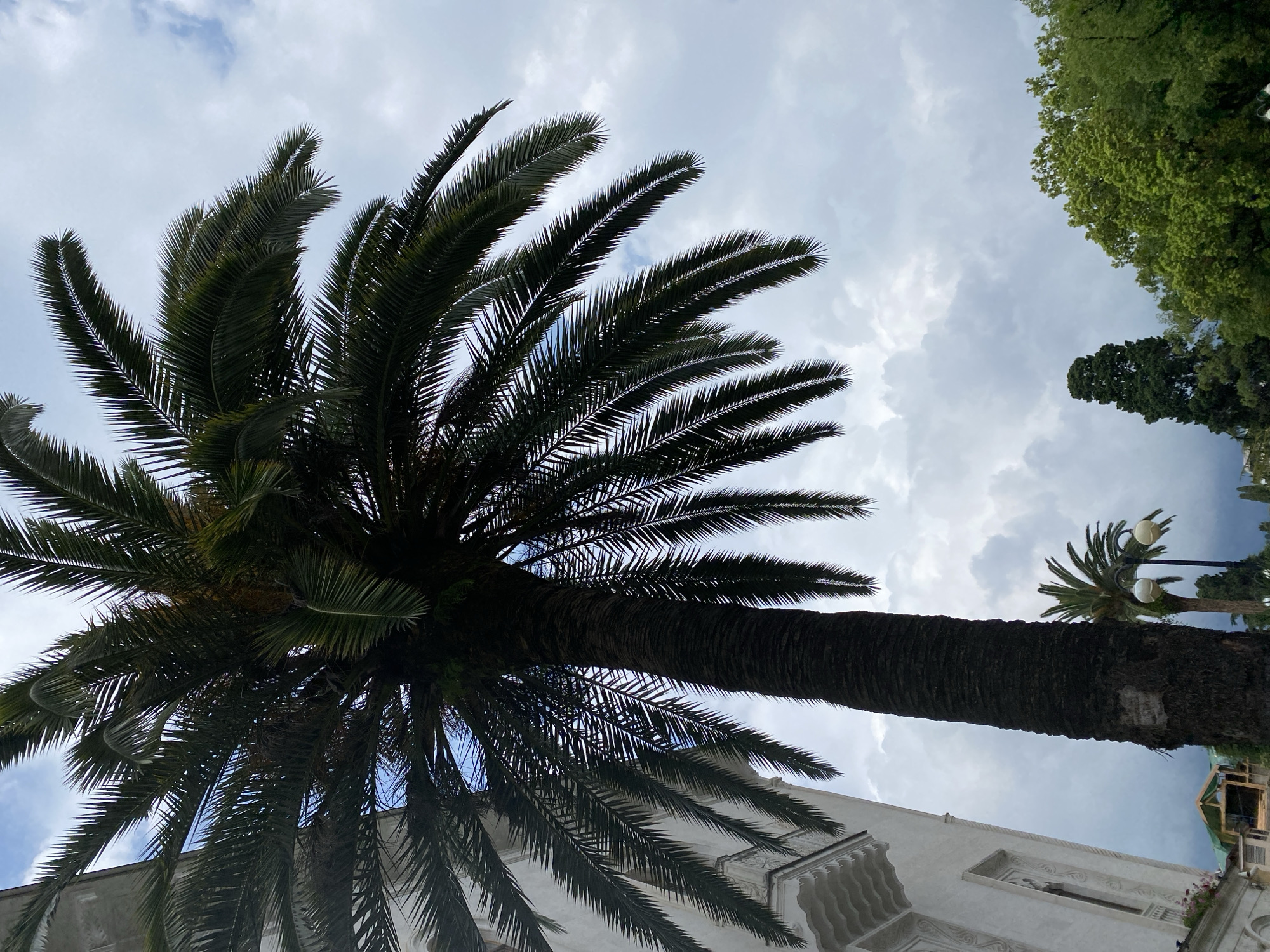 The image shows a tall palm tree in the foreground, with its fronds reaching towards a cloudy sky. To the left of the palm tree, a portion of a white building with ornate architectural details is visible. In the background, there are other trees, including a tall cypress and lush green foliage, as well as a streetlamp with two spherical lights. The scene appears to be in a park or a public space within a city. The presence of palm trees and the architectural style of the building suggest a warm climate. Based on the distinctive architecture and lush vegetation, this scene is likely located in Sokhumi, Abkhazia, a popular resort city known for its subtropical climate and palm-lined boulevards. The overall atmosphere is somewhat overcast, hinting at either early morning or impending rain.