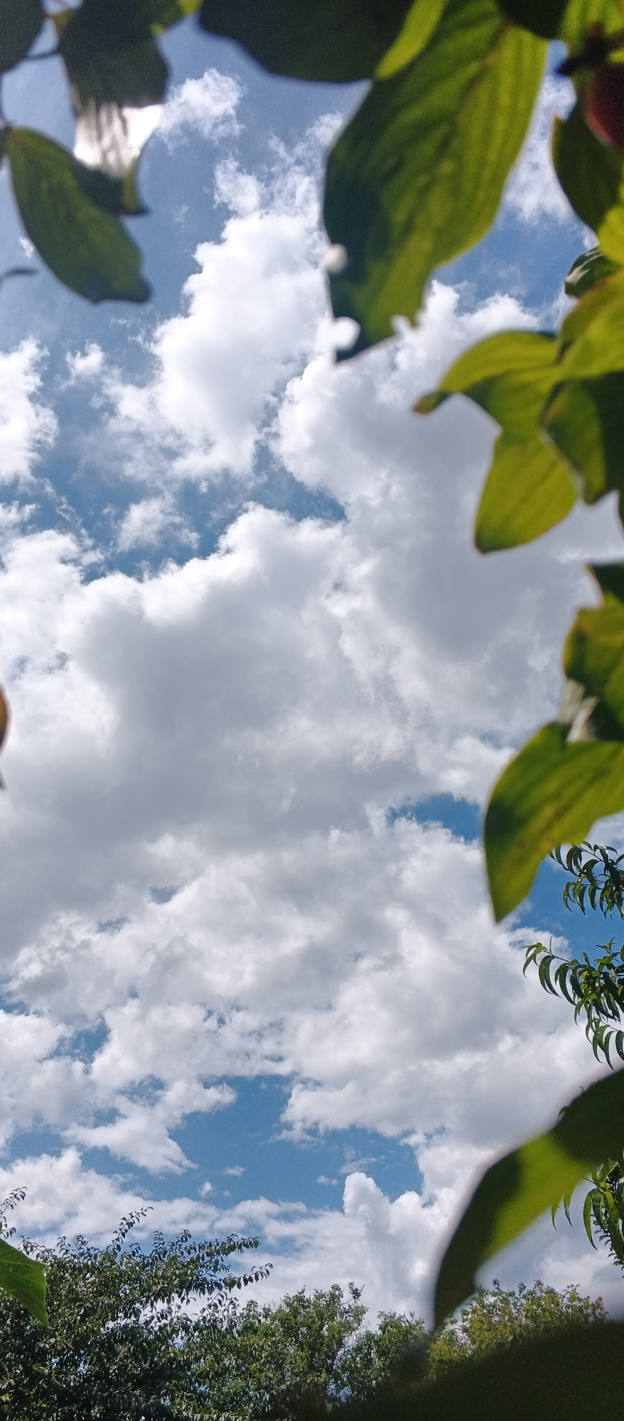 The image is a vertical, outdoor, natural scene shot from a low angle looking upwards. The foreground is dominated by the blurred green leaves of trees framing the view. The middle ground is filled with a bright blue sky interspersed with fluffy white cumulus clouds. The bottom of the frame shows the dark green tops of trees and foliage. The scene appears to be a natural setting, likely a park or backyard, in the city of Smila, Ukraine, on a clear day with scattered clouds. There are no people or discernible human activity visible in the image. The focus is on the sky and foliage.