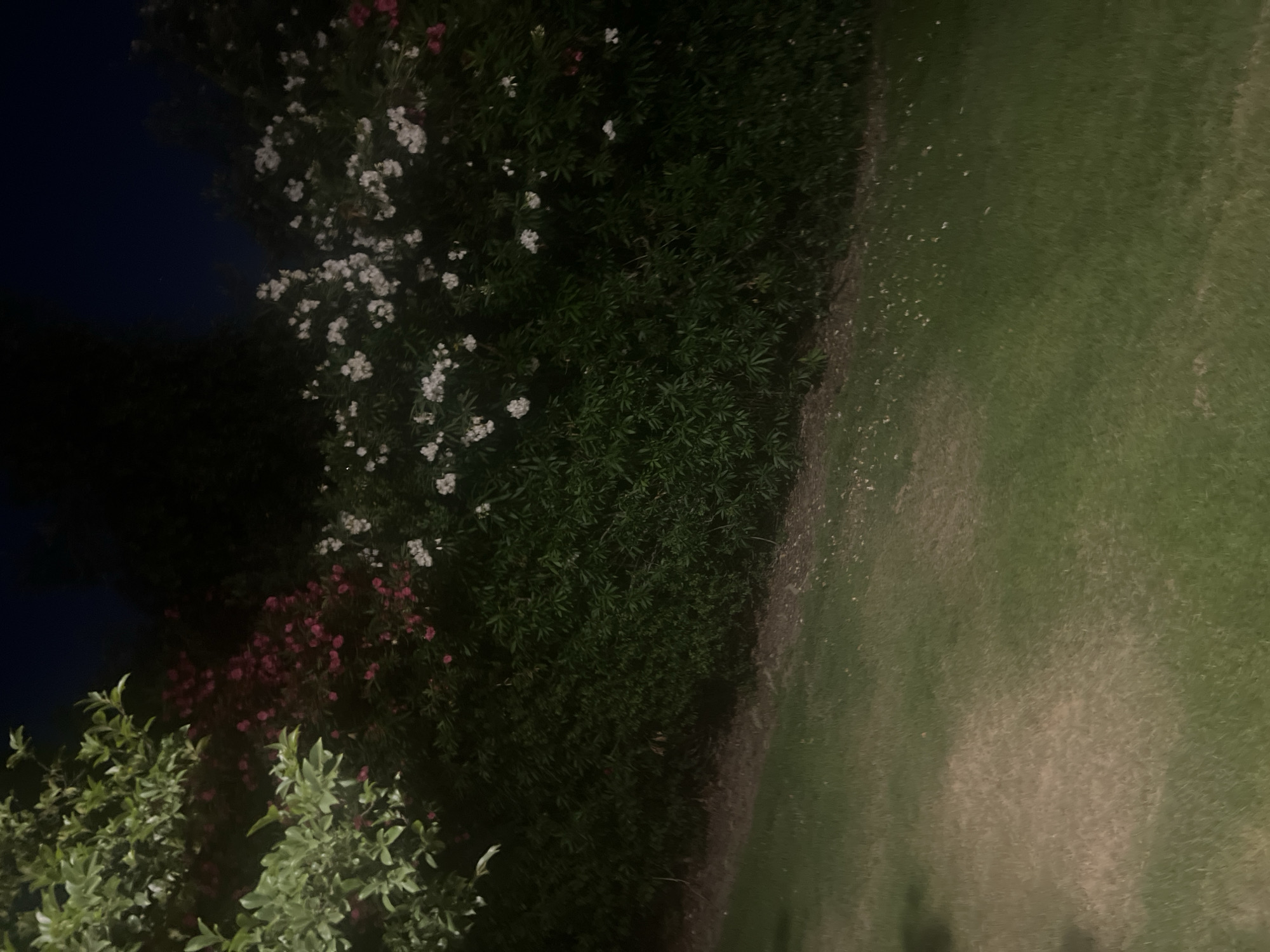 This image depicts a dimly lit outdoor scene, likely at dusk or night, given the dark background and the way the artificial light illuminates the foreground. The main subjects are lush green foliage and flowering bushes. Some bushes are adorned with clusters of small white and pink flowers, suggesting an ornamental garden or park setting. In the foreground, lower branches of a lighter green plant are visible.
To the right of the vegetation, a patch of green grass is illuminated, appearing somewhat sparse and speckled with lighter-colored debris or shadows. A distinct line separates the dense shrubbery from the grassy area, marked by a darker, possibly dirt or mulch, border. The overall impression is one of a tranquil, natural environment at the edge of a cultivated area.
There are no visible people or man-made objects in the frame. The lighting suggests it is not broad daylight, but the flowers are still discernible, indicating either ambient light from nearby sources or a flash used during photography. The setting appears to be a garden or park, possibly in a residential or public space. The time of day is likely evening or night. No text is visible in the image.
