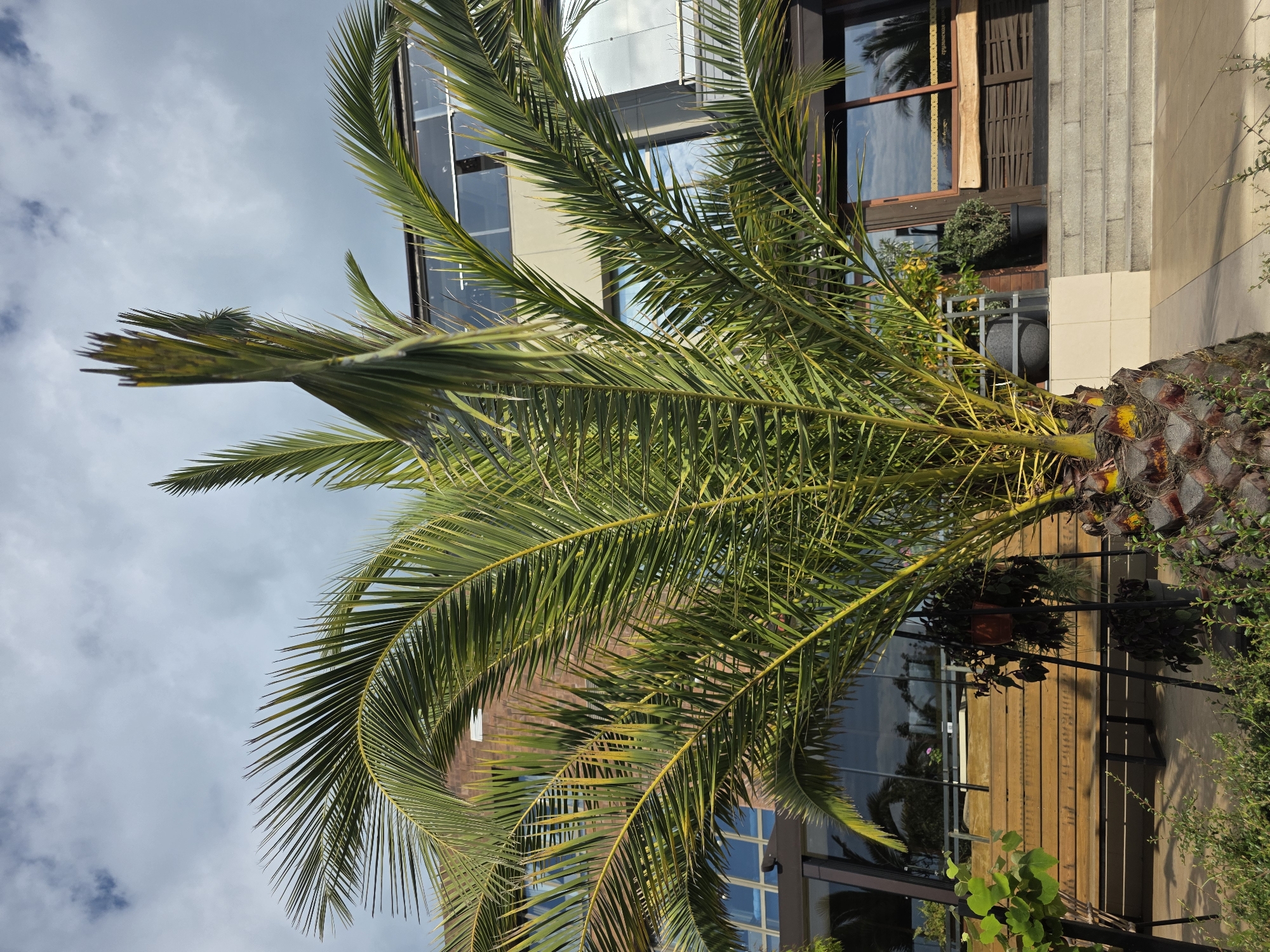 In Sochi, Russia, a tall palm tree with vibrant green fronds stands in the foreground. The tree's trunk, textured with a rough, patterned bark, is visible at the base. Behind the palm, a modern building with large glass windows and brick accents rises against a cloudy sky. The building appears to be a commercial establishment or office space. In front of the building, there is a wooden deck area with a bench. Several potted plants are also scattered around the outdoor space. The overall scene depicts an outdoor setting in a city.