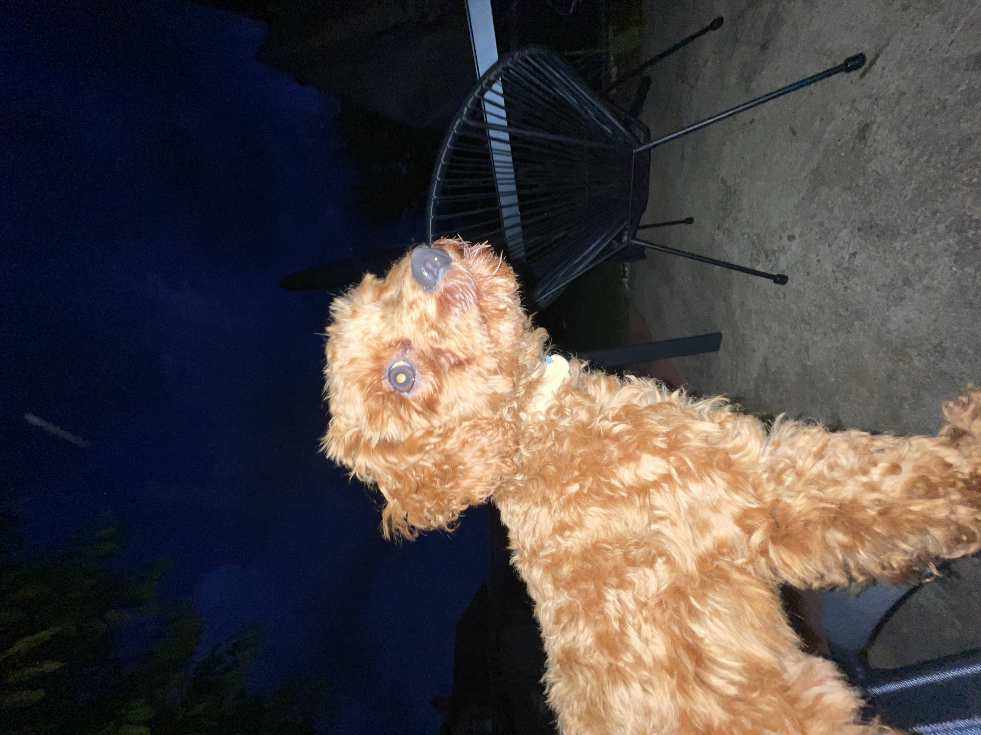The image depicts an outdoor night scene in Sofia, Bulgaria, illuminated primarily by artificial light, likely a camera flash.
The central subject is a small to medium-sized canine, specifically a curly-haired dog, possibly a Poodle or Poodle mix, with reddish-brown or apricot-colored fur. The dog's body is oriented towards the left, but its head is turned sharply to the right, looking intently outside the frame. Its eyes exhibit a strong, circular, yellowish-white reflection from the flash, characteristic of the tapetum lucidum. Its nose is dark and appears moist. A light-colored collar, possibly white or light blue, with a small tag, is visible around its neck. The dog's fur appears dense and somewhat matted or damp in places.
In the mid-ground to the right, a black, modern outdoor chair with a woven or slatted design is visible. Its thin, black metal legs rest on a grey, concrete or paved patio surface that extends across the lower portion of the frame. Behind the chair, a horizontal dark bar or surface is partially visible, likely part of another piece of furniture or a railing.
The background is dark, indicating nighttime. The sky is a deep blue-black, with a single, thin, diagonal white streak present in the upper left quadrant, possibly a meteor, satellite, or airplane light trail. Dark, indistinct foliage from trees or bushes is visible silhouetted against the sky on the far left. Faint, dark silhouettes of buildings or structures are also discernible against the sky in the distant background. No people are visible; the implied interaction is solely between the dog and the unseen photographer.