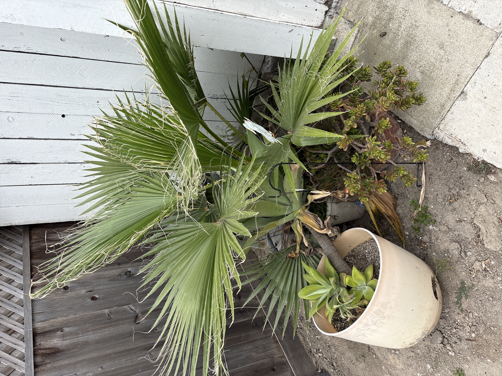 The image shows a partially uprooted palm tree in Seal Beach, California. The tree leans against a white-painted wood-paneled wall and a dark wood deck. A damaged, light-colored plastic pot lies on its side, revealing a small succulent plant inside. A cluster of smaller succulents grows adjacent to the palm. The ground is a mixture of dirt and concrete. The scene suggests a state of neglect or recent disturbance.