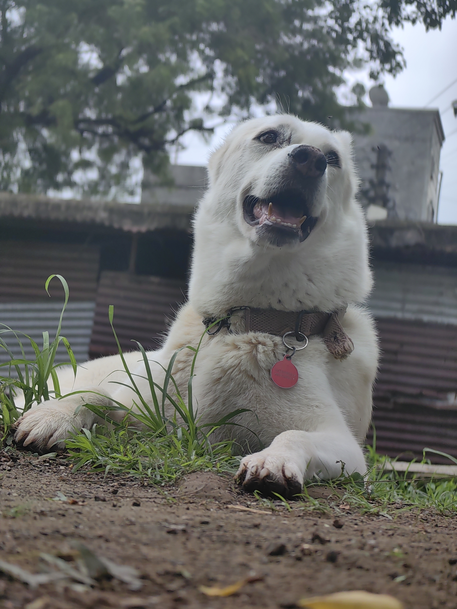 A large, white dog with its mouth open is lying on the ground in Mhaiswadi, India. The dog has dark eyes and a dark nose. It is wearing a brown collar with a red tag. The dog is surrounded by green grass and dirt. In the background, there are corrugated metal structures and trees. The sky is overcast.