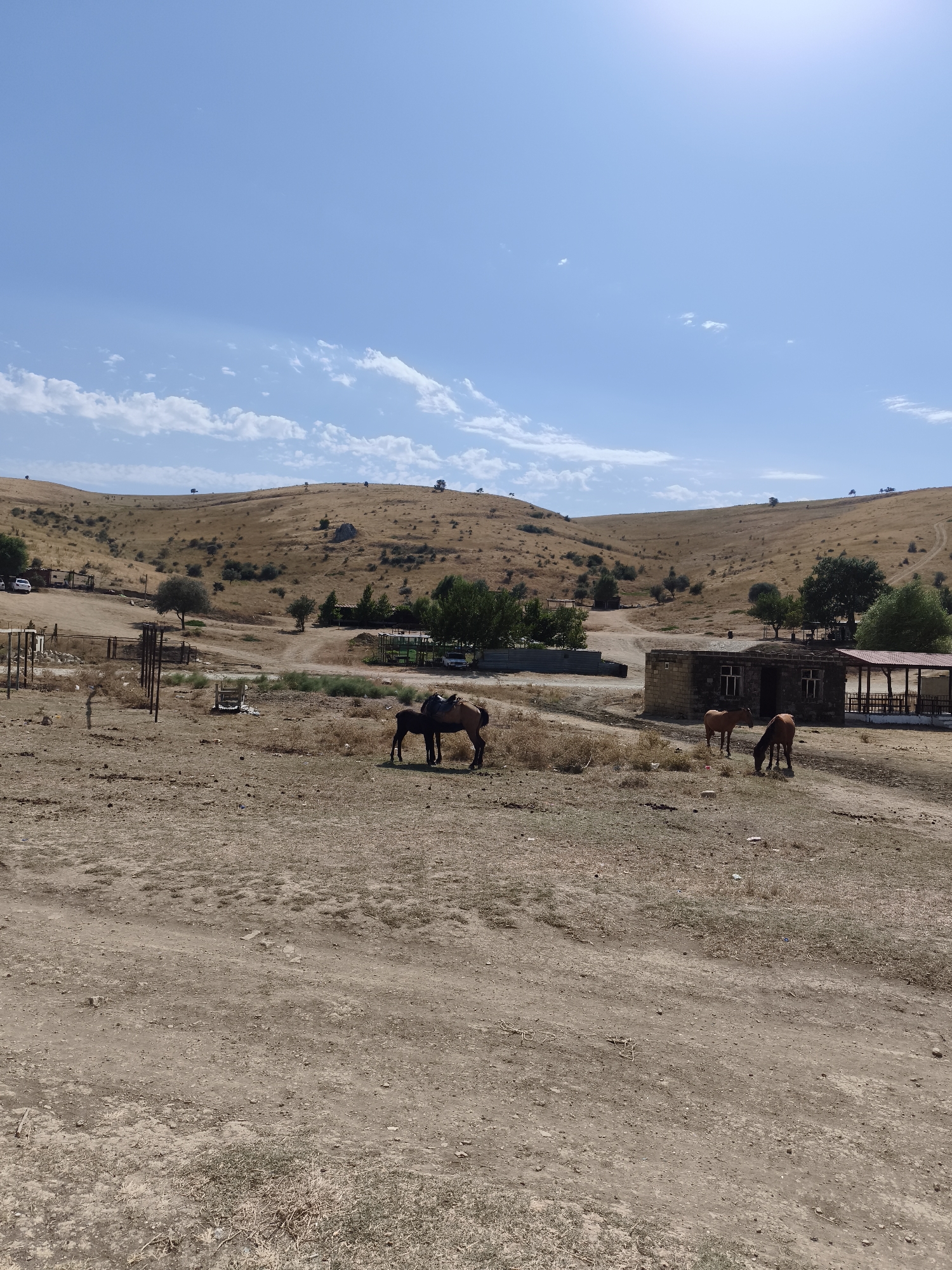 This image depicts a dry, arid landscape with rolling hills under a clear blue sky. In the foreground, the ground is a dusty, barren earth with patches of dry grass. Several horses are present: one dark-colored horse is standing with a younger, lighter-colored horse standing close to it, both appearing to be in a field. Further in the mid-ground, two more horses are grazing.
Structures are scattered throughout the scene. To the right, there is a small, dark-colored building constructed of stone with windows and a covered outdoor area with a red roof. To the left of this building, a similar, smaller structure is visible. In the middle ground, there are several fenced areas and a few scattered trees, along with a dirt road winding through the terrain. In the far background, the hills are covered in dry, golden-brown vegetation, with a few scattered trees and rocks. The overall impression is a rural or semi-rural setting in a dry climate, potentially a stable or ranch. The image does not contain any explicit details to pinpoint it to the city of Siazan, Azerbaijan.