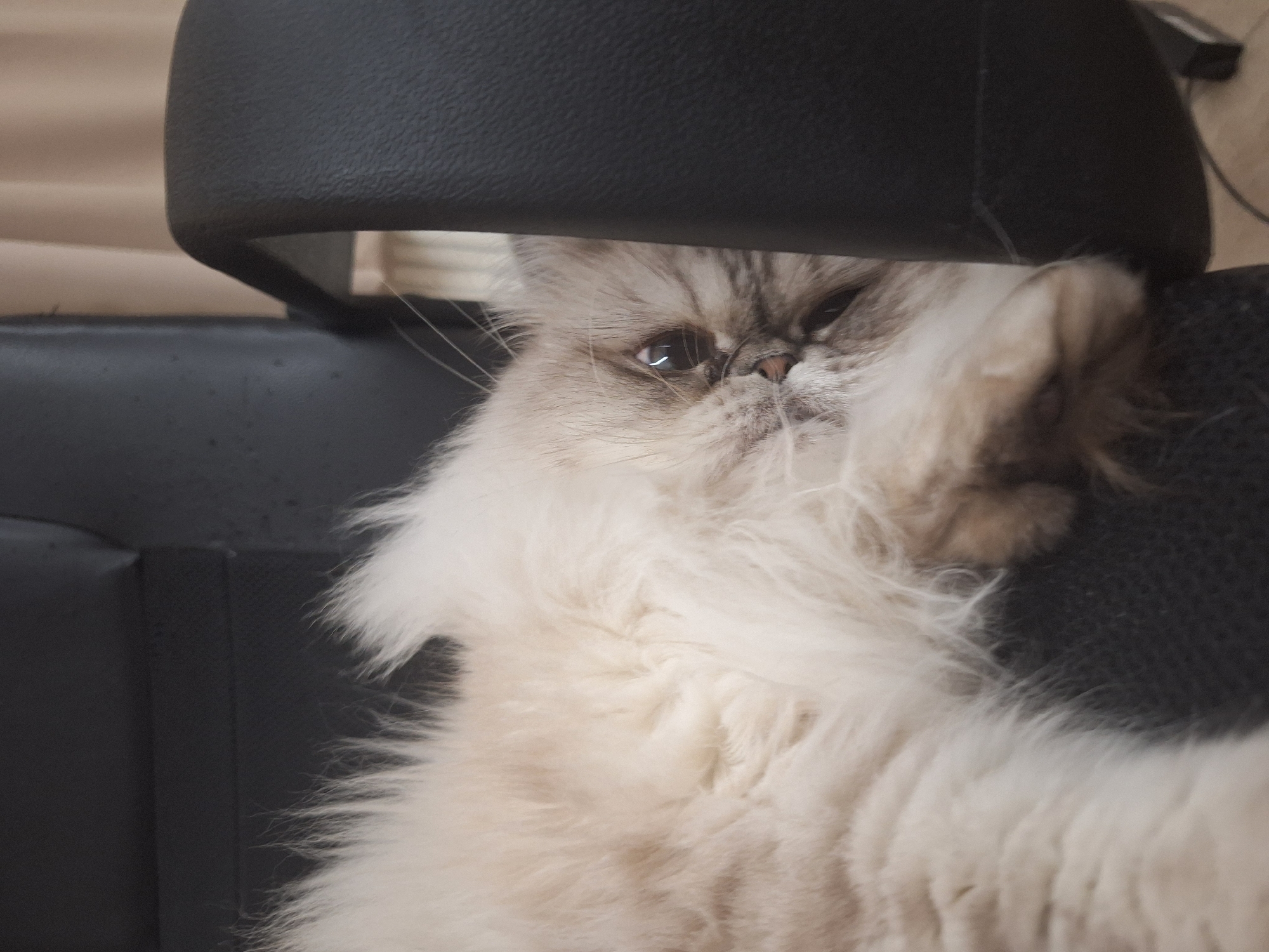 A fluffy, light-colored Persian cat with a grumpy expression rests on a black office chair. The cat is positioned beneath the chair's headrest. The setting appears to be indoors.