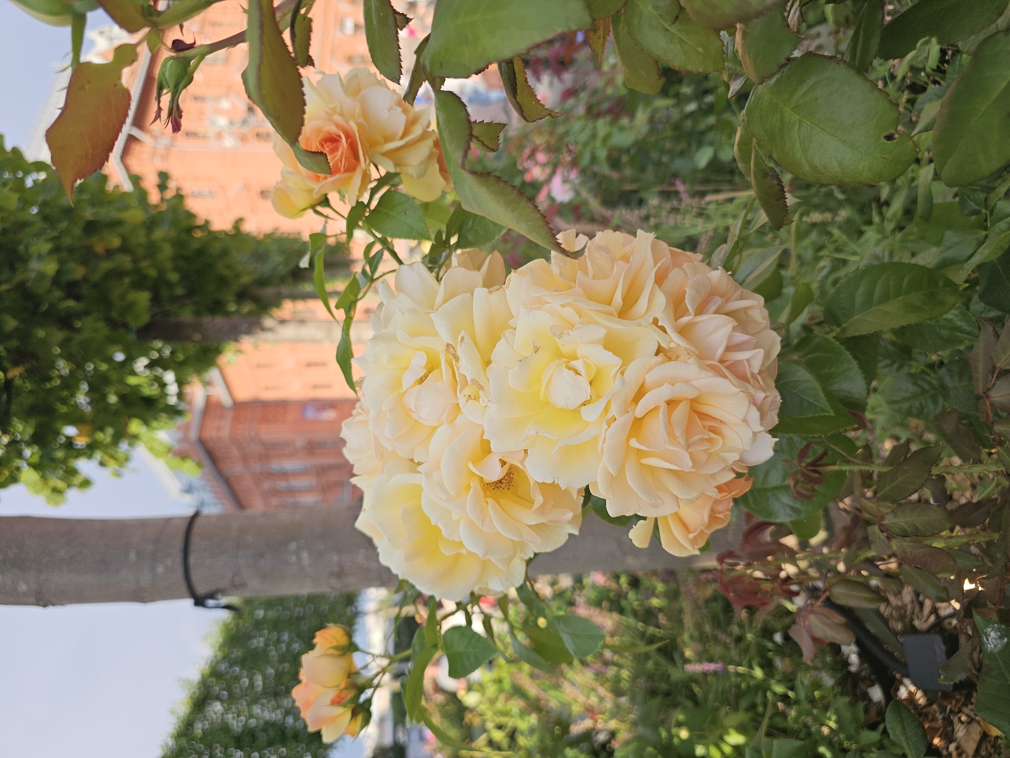 The image captures a cluster of light yellow roses in the foreground, with some pinkish-orange tones on the outer petals of some flowers. The roses are densely petaled and appear to be in full bloom. Behind the roses, a portion of a tree trunk is visible, with a black rope tied around it. In the background, an orange brick building with multiple windows is present, suggesting an urban or semi-urban setting. Lush green foliage, including trees and other plants, surrounds the building and the roses. The sky above is a pale blue with some scattered clouds. The scene appears to be an outdoor garden or park area. There are no people visible in the image. The image's visual characteristics are consistent with a photograph taken in Moscow, Russia, due to the architectural style of the building and the presence of mature trees and cultivated gardens.