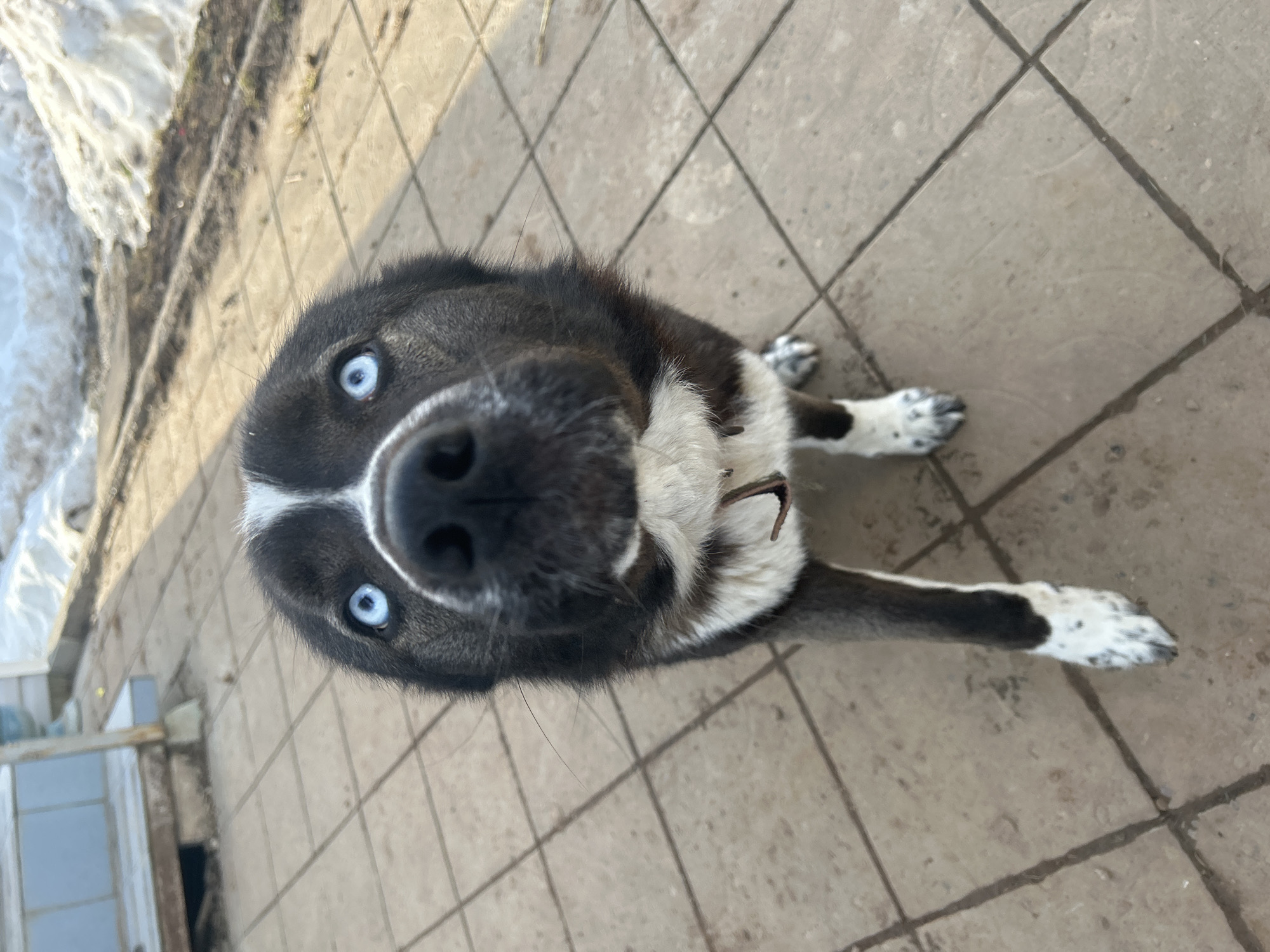 A black and white dog with striking blue eyes stands on a light brown tiled surface, looking directly at the camera. The dog has a white stripe extending from its forehead, white fur around its snout and chest, and white paws with black spots. A dark-colored collar is visible around its neck. In the background to the left, a light blue building structure or porch with support pillars is partially visible. To the right, patches of melting snow and exposed earth are present. The scene is illuminated by natural light in the city of Фоки, Russia.