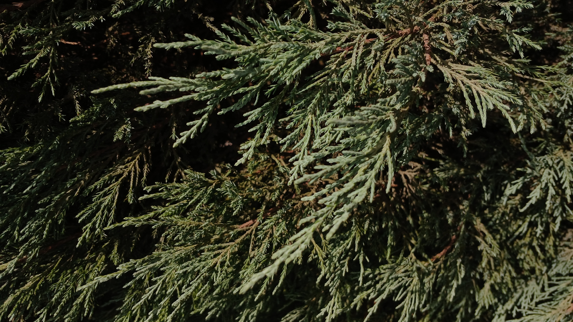 This is a close-up, full-frame photograph of the dense foliage of a coniferous plant, likely a juniper or cypress, with a textured, layered appearance. The leaves are small, scale-like, and a muted green with some hints of brown and grey, suggesting variation in age or light exposure. The lighting creates a strong contrast, with some areas brightly illuminated and others deeply shadowed, enhancing the three-dimensional quality of the branches and needles. The background is a dark, out-of-focus mass of more foliage, further emphasizing the detail of the foreground. There are no people, animals, or man-made objects visible in the image. The scene is entirely natural and appears to be an outdoor environment. Without further information or context, it is impossible to determine the specific location within Oral, Kazakhstan, other than it is a place where such vegetation can be found.