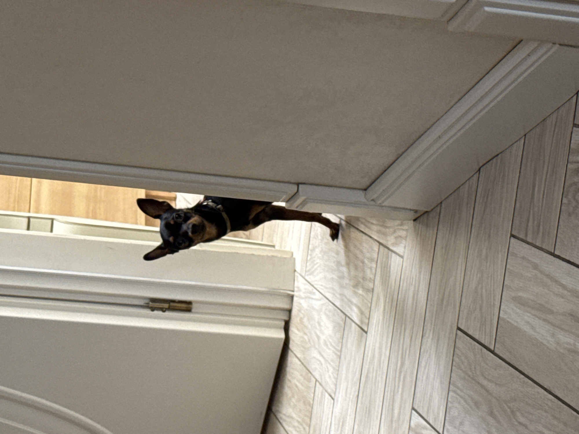 A black and tan miniature pinscher is peeking over the top of a partially open white door. The dog's head is tilted, and its ears are perked up as it looks down at the camera. Its front paws are resting on the top edge of the door. The background consists of a wall with light-colored wood-patterned tiles laid in a herringbone pattern. The lighting suggests an indoor setting during the daytime. The dog appears curious or playful. There is no visible text in the image.