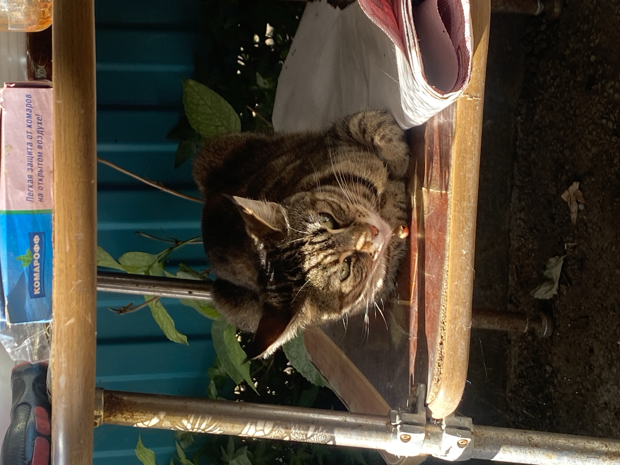 A tabby cat with green eyes rests on a white cloth beneath a wooden table. The cat is looking down and to its left, with its mouth slightly open. There is a small orange object, possibly a bell, attached to its collar. The table has a worn wooden surface with some rust on its metal legs. Behind the table, a teal-colored fence is visible, and there are green leaves and plants in the background. The scene appears to be outdoors, with sunlight casting shadows.