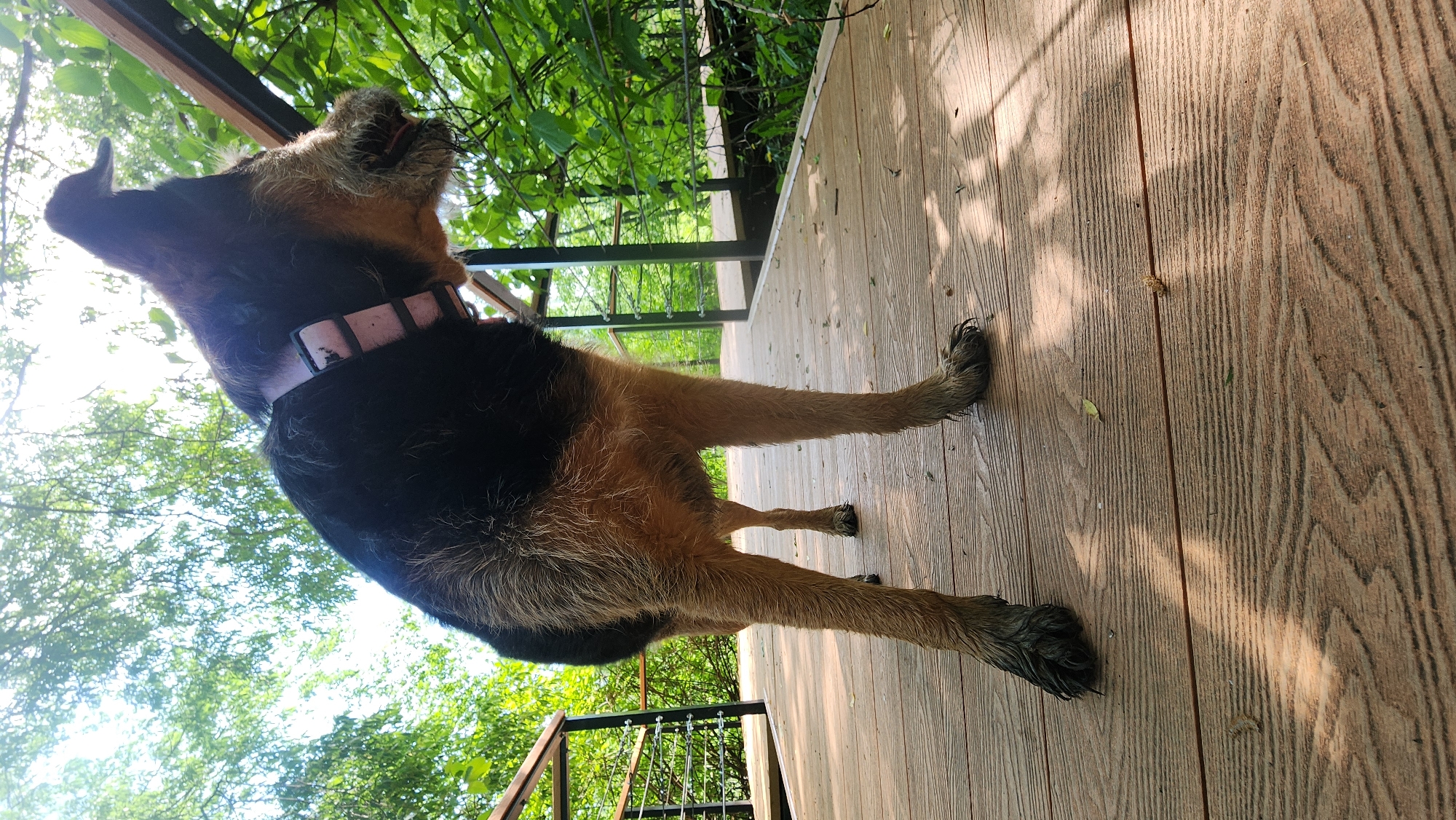 A medium-sized, black and brown dog with a pink collar stands on a wooden deck. The dog faces away from the viewer and is looking upwards and to the left of the frame. The deck is located outdoors, with trees and foliage visible in the background through a metal railing. Sunlight streams through the trees, casting shadows on the deck. The location appears to be a raised platform or balcony. There is no information to confirm that this image was taken in Moscow, Russia.