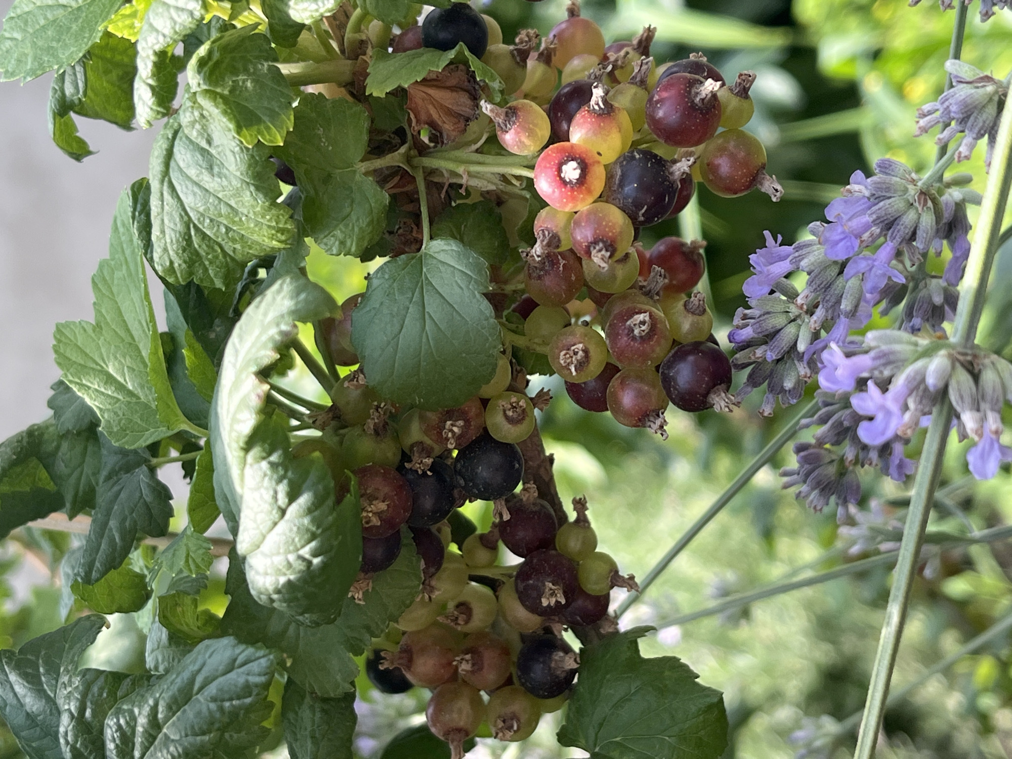 The image shows a close-up of a currant bush with ripening berries and green leaves. The berries are in various stages of ripeness, ranging from green to red and dark purple. There are also sprigs of lavender in the foreground, with their distinctive purple flowers. The background is a blur of green foliage and suggests an outdoor setting. The lighting indicates it is daytime, with sunlight filtering through the leaves. There are no people or animals visible in the image. The image does not provide any specific information about the location in the city of Shymkent, Kazakhstan.