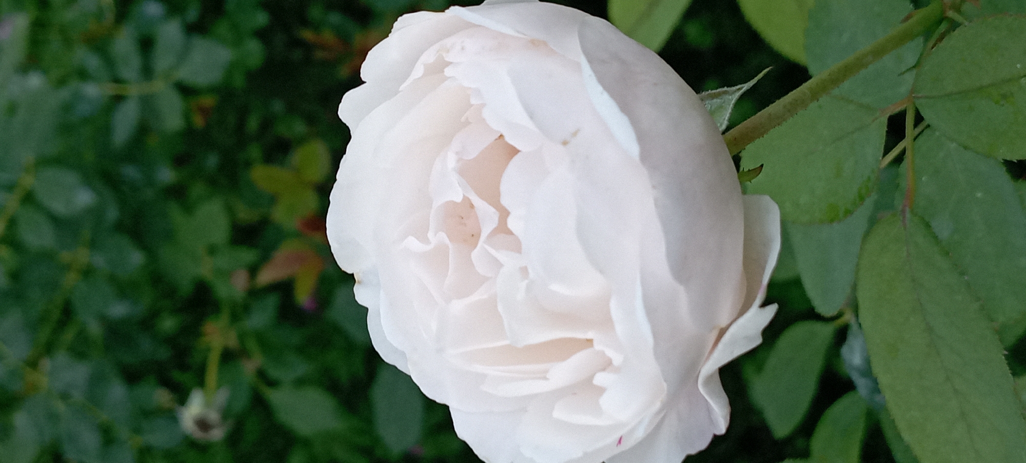 A close-up, vertical shot shows a pale pink rose in full bloom against a blurred background of dark green foliage. The rose is the primary subject, positioned in the lower-left quadrant of the frame and extending towards the top. Its petals are layered and delicate, with a soft, ruffled texture. The stem of the rose is visible, with a few small leaves and thorns. The background consists of out-of-focus leaves and branches, creating a bokeh effect that emphasizes the rose. The lighting appears natural, likely from daylight, casting soft shadows on the petals. The scene is set in an outdoor environment, possibly a garden. The location in Radisne, Ukraine, is not visually discernible from the image itself.