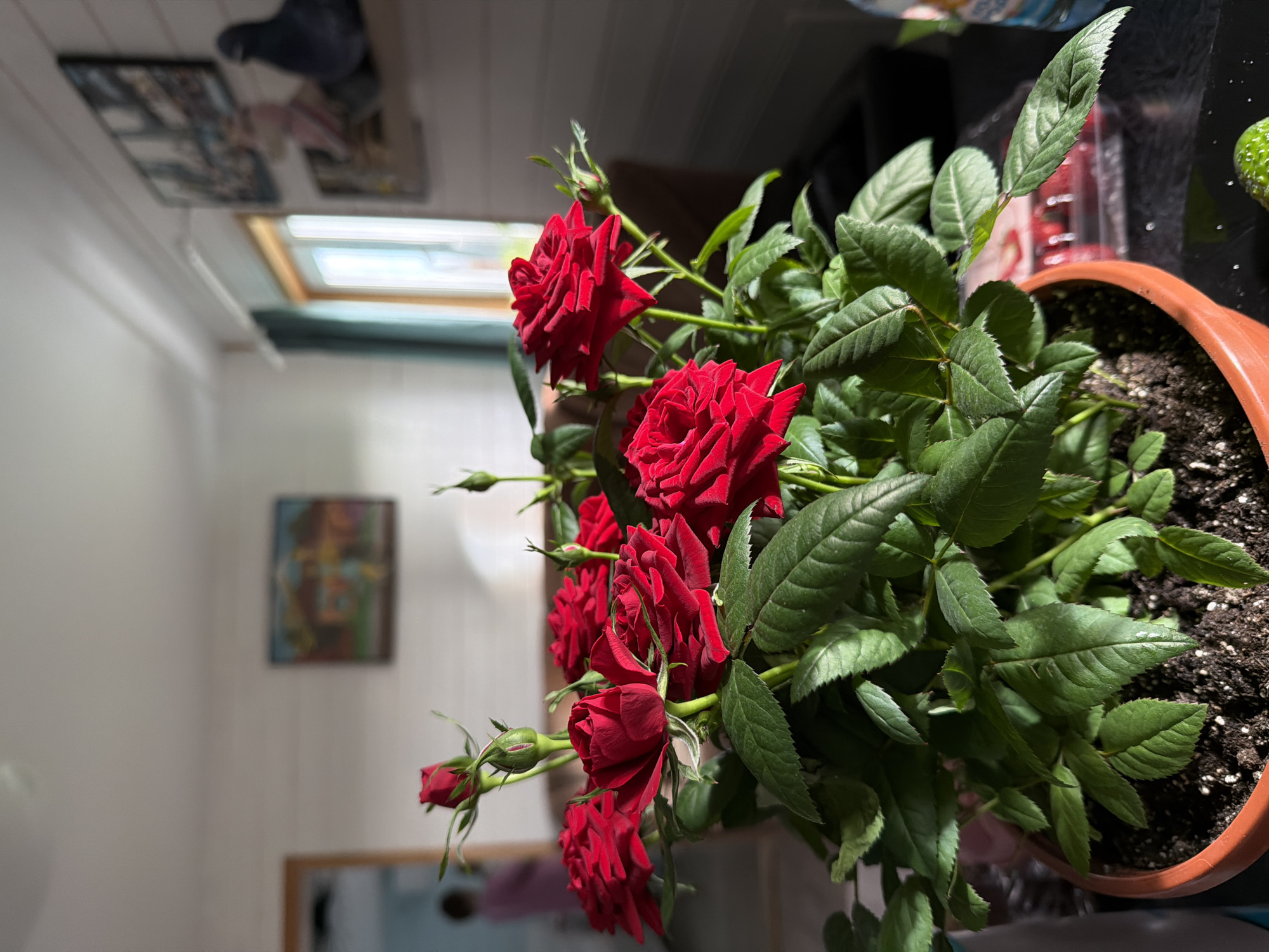 A close-up shot of a potted red rose bush. The terracotta pot is filled with dark potting soil. The roses are a deep red color and there are many buds and leaves. The background is blurry, but it appears to be a room with a window and some artwork on the wall. The picture was taken indoors. There is no indication of the location of the city of Раздолье, Russia.