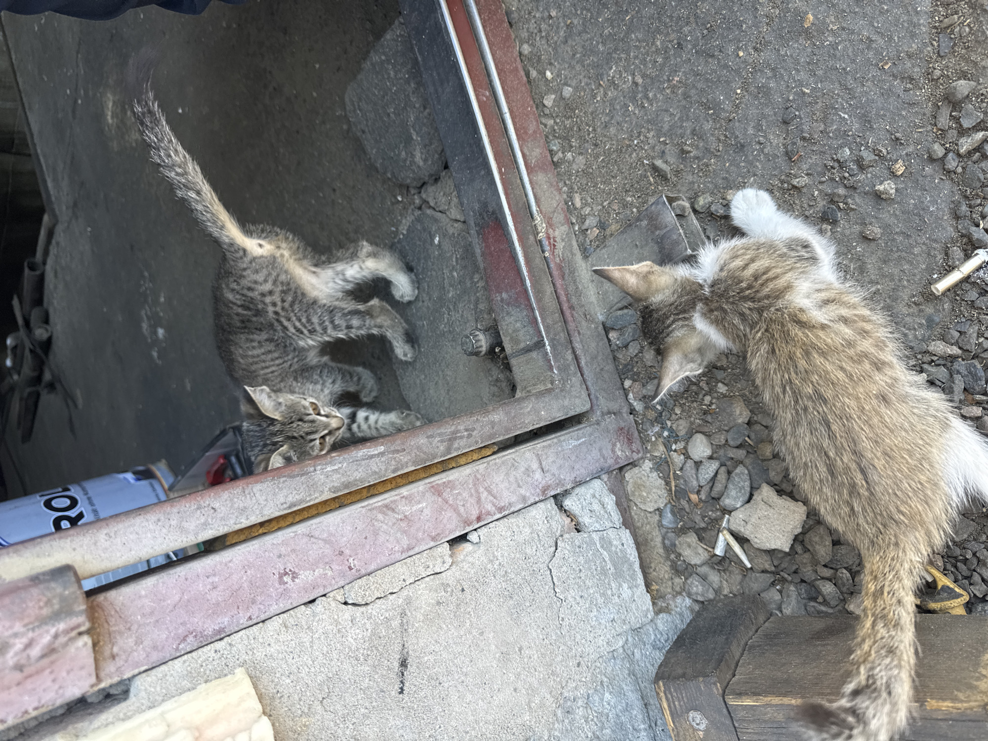 In Жаркент, Kazakhstan, two tabby kittens are visible outdoors. One kitten stands on a concrete surface, facing away from the camera with its tail raised. The second kitten is lying down on the ground, facing away from the camera, with its head turned to the left. The environment appears to be a dusty, gritty area with scattered rocks and debris, potentially near a doorway or entrance. A portion of a metal door frame is visible.