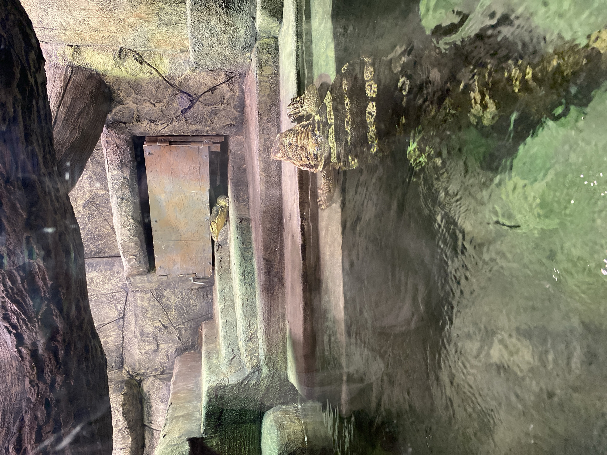 The image depicts an indoor exhibit featuring two reptiles within a simulated rocky environment with a pool of water. In the foreground, a large crocodile is partially submerged in murky green water, with its back, tail, and hind legs visible above the surface. Its textured, scaly skin is a mix of brown and yellow patterns. In the background, on a stone staircase leading up to a wooden panel, a smaller reptile, possibly a lizard or a smaller crocodile, is visible. The environment is designed to resemble a natural habitat, with artificial rocks and stone formations. The lighting appears to be artificial, casting shadows and highlighting the textures of the rocks and the reptiles. The image does not provide any information about the location in Orenburg, Russia.