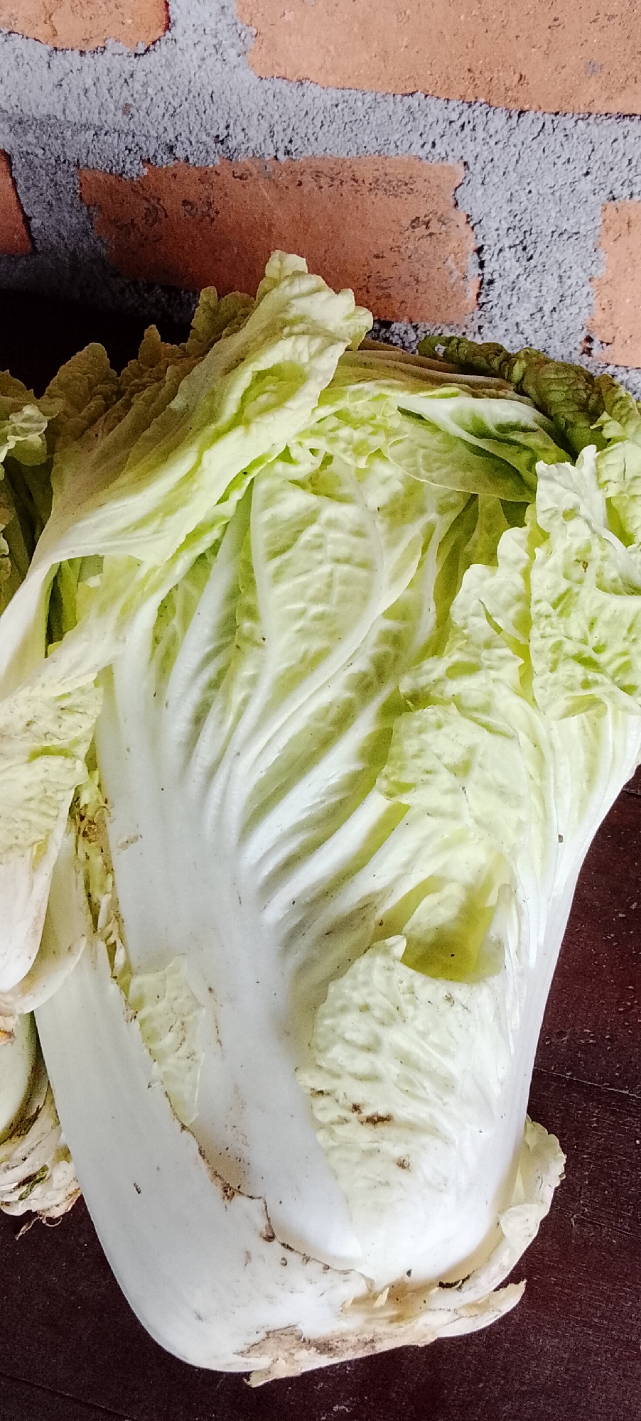 A close-up, slightly overhead shot shows the base of a large Napa cabbage resting on a dark wooden surface. The cabbage is predominantly white with pale green leaves towards the top, which are slightly wilted and ruffled, showing visible veins. The lower portion of the cabbage is thick and white, with some dry, brown, and slightly damaged leaf edges. A rough, textured brick wall with orange and gray tones forms the background, positioned above and behind the cabbage. The lighting is natural and comes from the front, casting subtle shadows. There are no people or animals present in the scene. The location is not specified in the image.