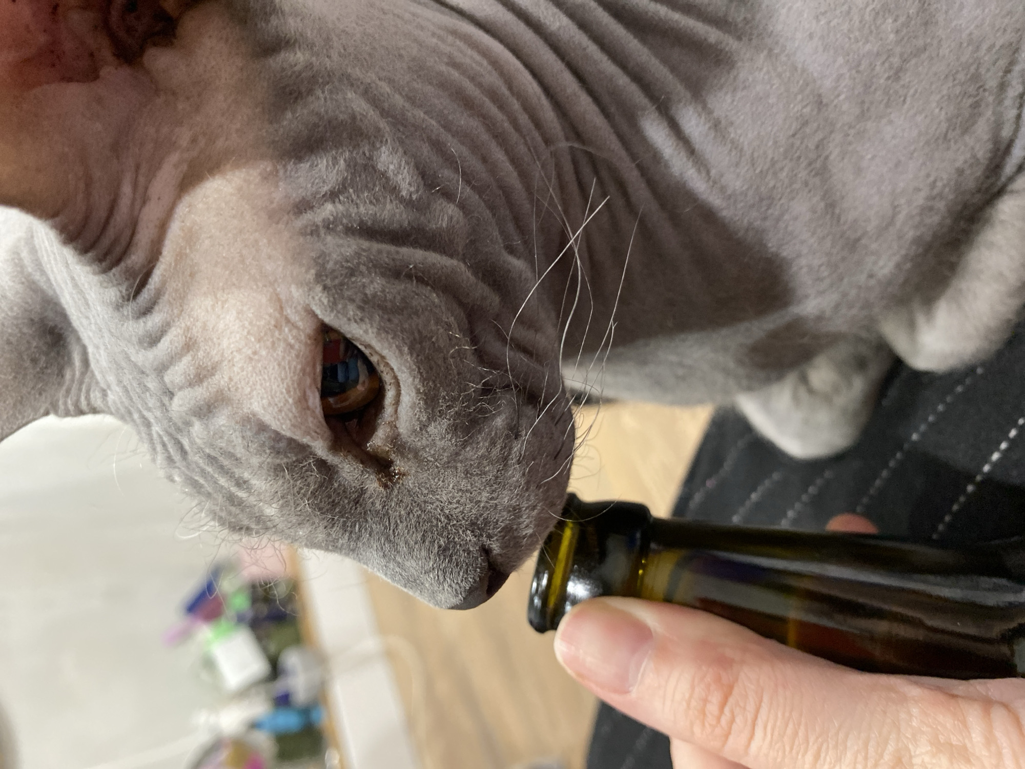 A close-up, high-angle shot captures a grey Sphynx cat intently sniffing a small, dark glass bottle held by a human hand. The cat's head is angled downwards, bringing its nose to the opening of the bottle. Its characteristic wrinkled skin is clearly visible, especially around its head and face. Prominent white whiskers extend from its muzzle. One of its amber-brown eyes, with a hint of red reflections, is visible, showing a focused expression of curiosity. There appears to be a slight tear stain or discharge just below the inner corner of the visible eye.
A fair-skinned hand, with visible knuckles and fingernails, holds the dark amber-colored bottle horizontally, presenting its opening to the cat. The bottle is cylindrical and appears to be made of glass, possibly for essential oils or medicine.
The background is largely out of focus, suggesting an indoor setting in Votkinsk, Russia. Hints of a light-colored floor and some blurry, colorful objects (possibly small containers or toys) are discernible in the lower left portion of the image. The overall lighting is soft, likely from an indoor light source or indirect daylight. No text is visible in the image.