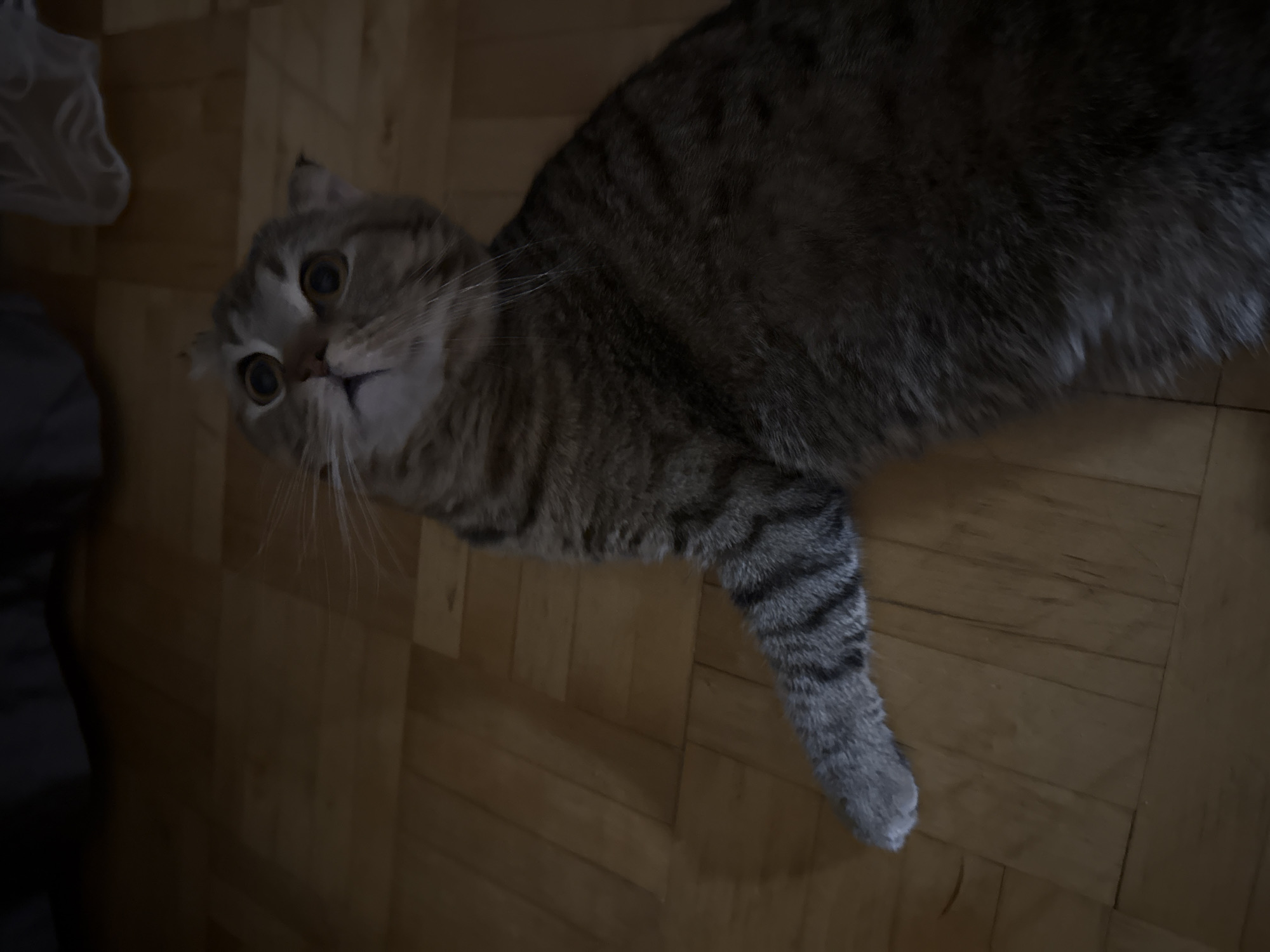A gray tabby cat with large, round eyes and folded ears lies on a wooden floor. The cat is looking directly at the camera. The floor appears to be made of narrow wooden planks. To the left of the cat is a dark area with an indiscernible object.