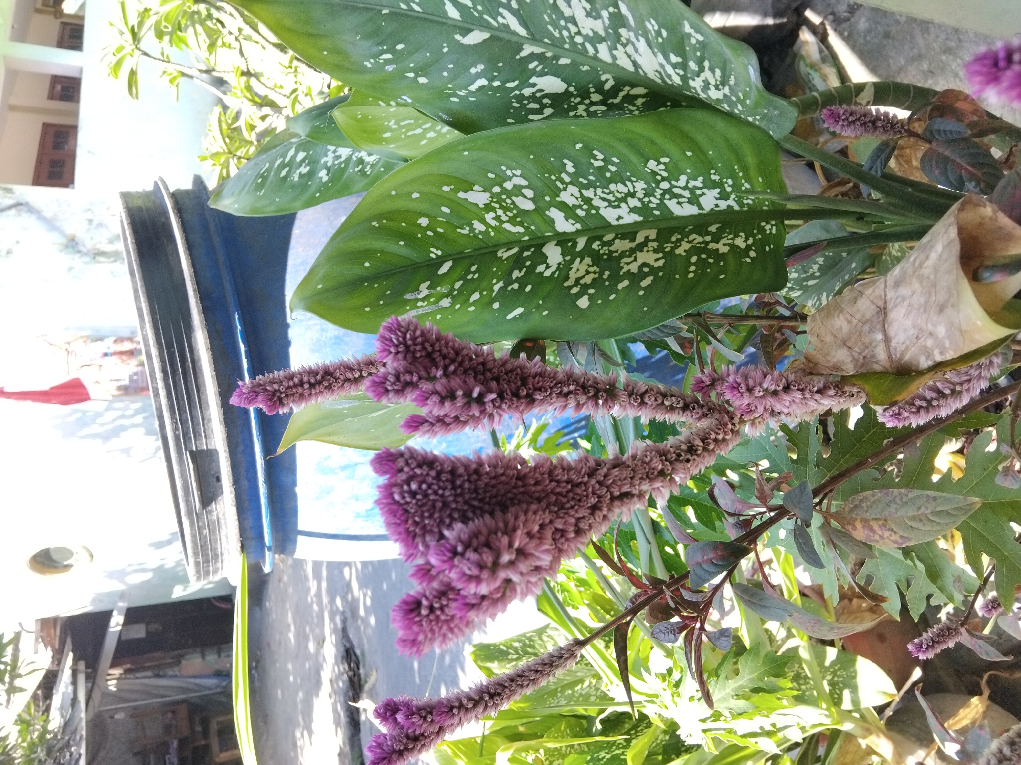 The image depicts an outdoor scene in Berbek, Indonesia, featuring several plants in the foreground. Prominently visible are tall, spike-shaped purple flowers, likely celosia or a similar variety, with a fuzzy texture. To the right, large, glossy green leaves with white speckles, characteristic of a Dieffenbachia plant, are present. In the background, a large blue plastic barrel with a black lid is situated, partially obscured by the foliage. Behind the barrel, a building with a white facade and brown wooden doors is visible. The ground appears to be concrete or asphalt, with some debris and shadows suggesting it is daytime. The overall environment suggests a residential or commercial area with some landscaping. There are no people or animals visible in the frame.