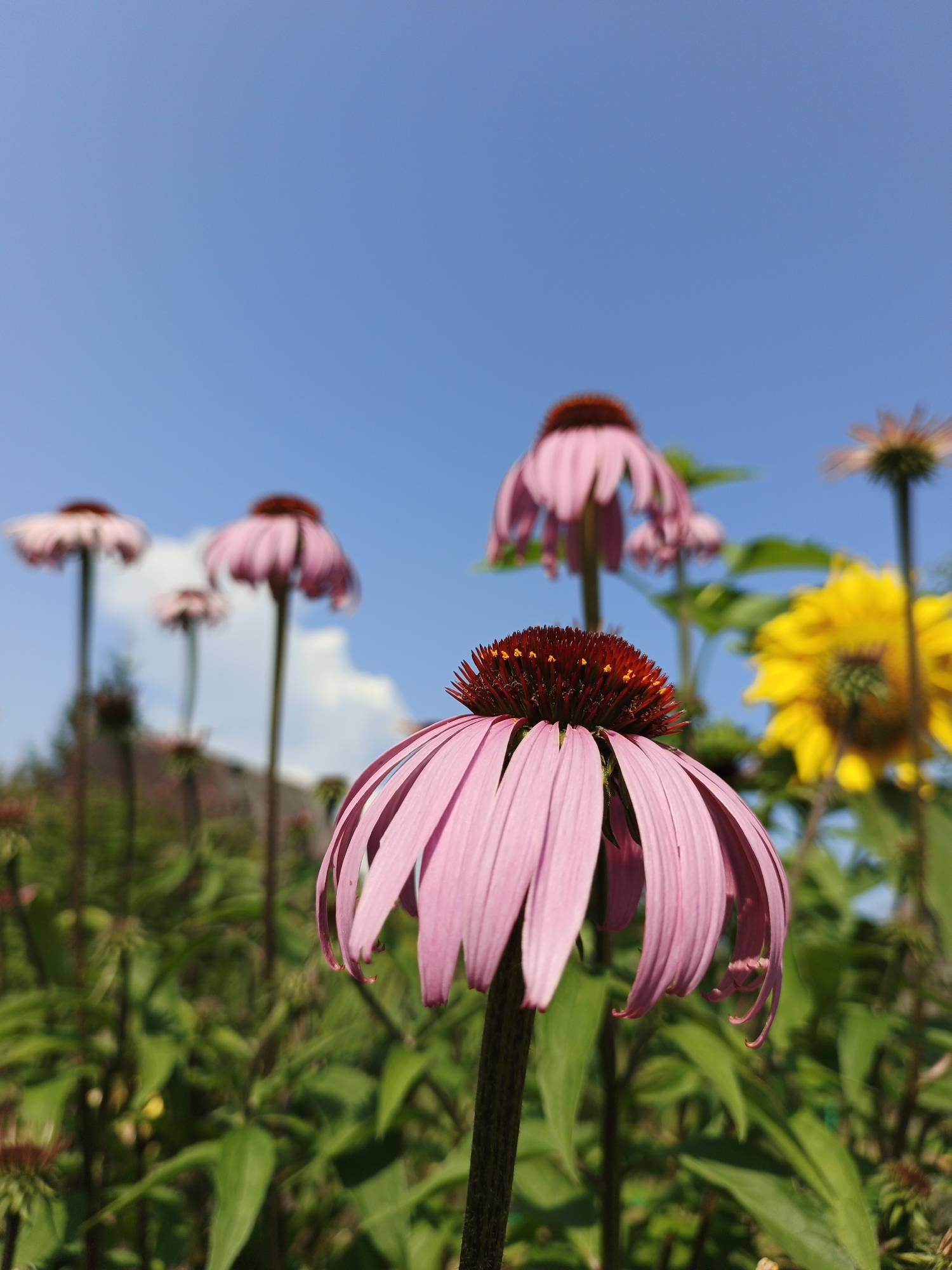 In Medvedyovka, Russia, a close-up, low-angle shot captures a cluster of coneflower plants under a clear blue sky. The foreground is dominated by a large, pink coneflower, its drooping petals and prominent dark red center with yellow stamens clearly visible. Behind it, several other pink coneflowers stand tall, some in sharp focus and others blurred by the shallow depth of field. To the right, a bright yellow flower, possibly a sunflower, is out of focus. The background consists of lush green foliage and a hint of a building. The overall scene suggests a garden or park setting on a sunny day.