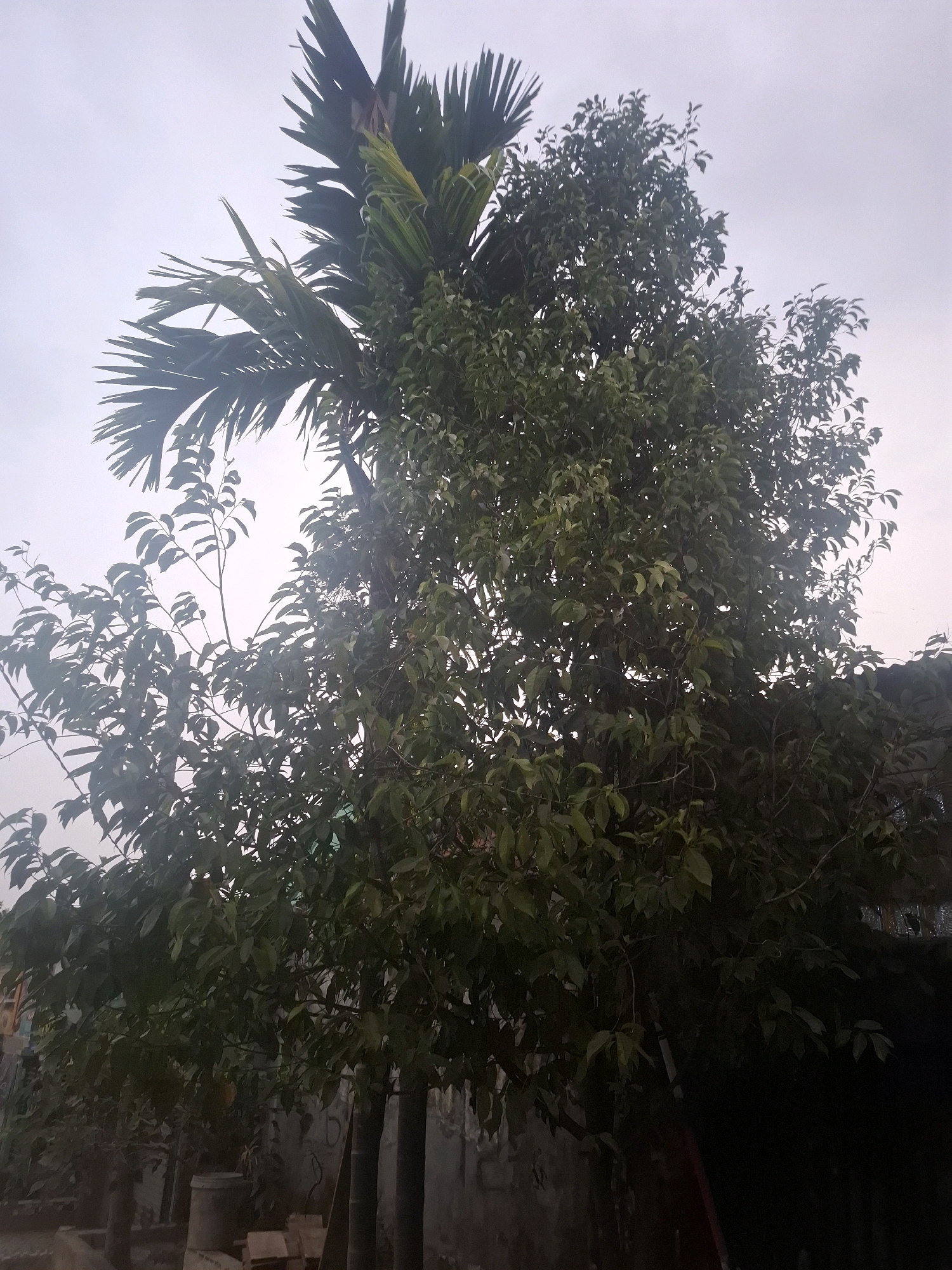 The image depicts a view of a dense canopy of trees, primarily a tall palm tree with prominent fronds on the left, and a leafy deciduous tree filling the majority of the frame on the right. The sky is overcast and a pale grey. The lower portion of the image shows the bases of these trees and some indistinct structures, including what appears to be a concrete wall or fence, and some cylindrical objects that could be containers or posts. There is a hint of a darker structure or foliage in the far lower right corner of the image. The scene suggests an outdoor environment, likely a yard or a garden within a residential or semi-urban area. The lighting indicates it may be a cloudy day or possibly dusk.