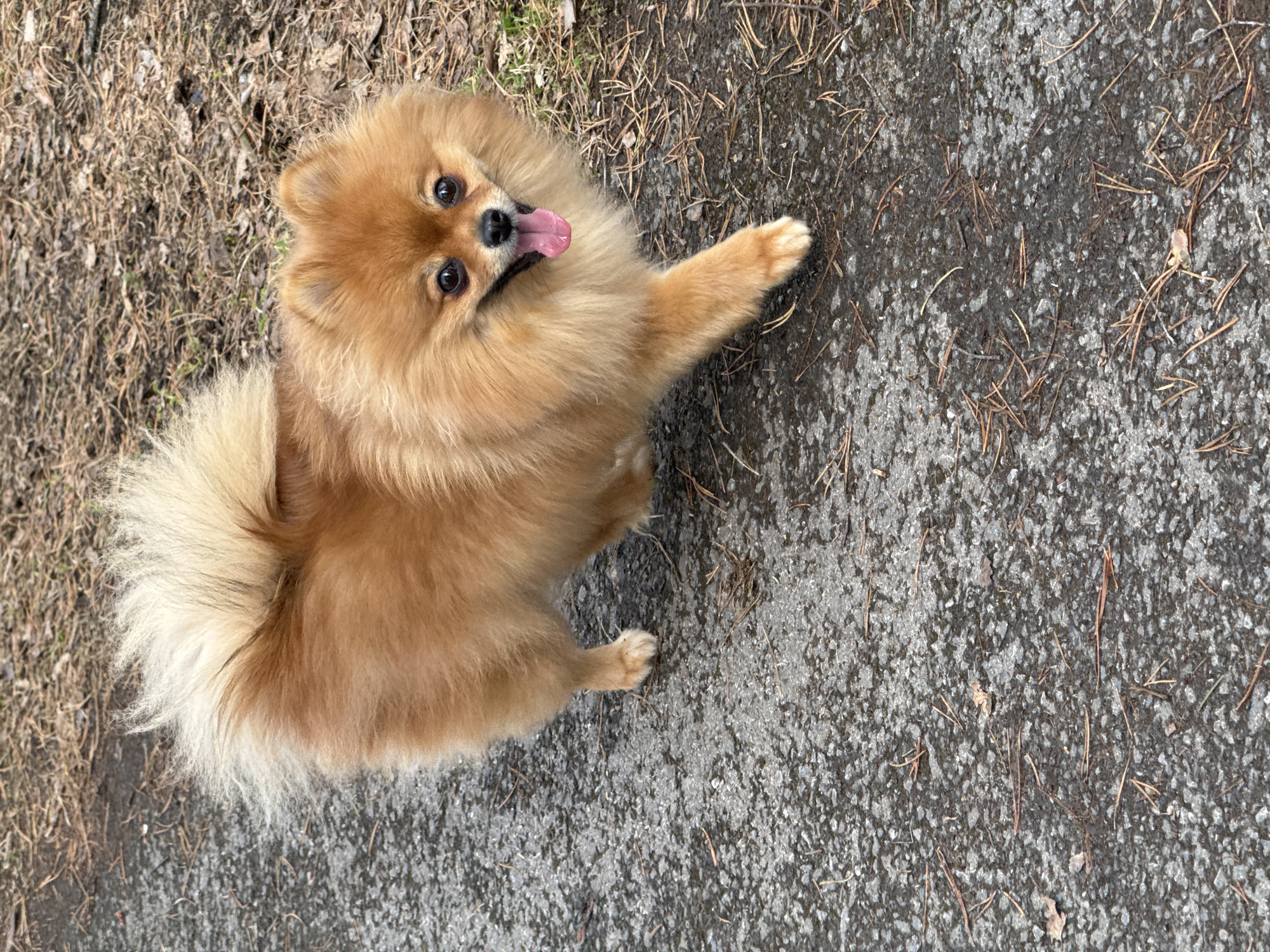 An overhead shot depicts a tan Pomeranian dog with its tongue sticking out, standing on a grey asphalt surface scattered with pine needles. To the left, there is a patch of dry grass and leaves. The location appears to be an outdoor area in an urban setting, suggestive of a park or residential street.