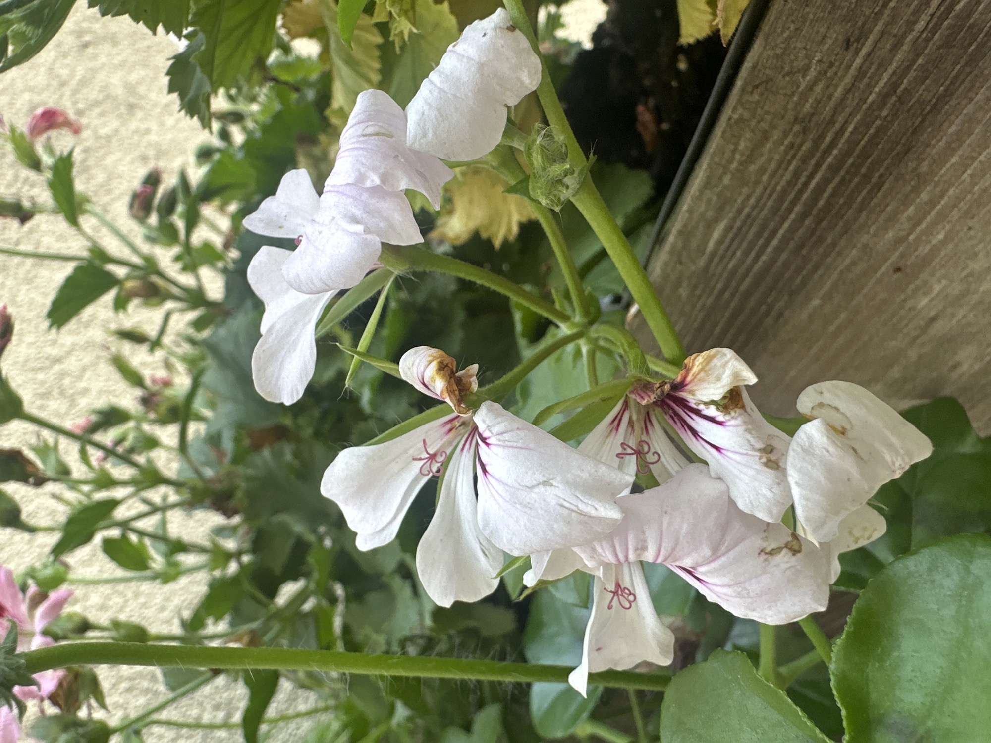 The image displays a cluster of delicate, white flowers with faint pink and purple veining, likely geraniums, growing in a planter box. The flowers are in various stages of bloom, with some petals slightly curled and showing signs of age. Green foliage and stems are visible, interspersed with the flowers. The planter box appears to be made of weathered wooden planks. The background is a blurred, textured wall in a light, neutral color. The lighting suggests an outdoor setting, possibly a balcony or patio. The image does not contain any information that would allow for its specific location within the city of Łódź, Poland.