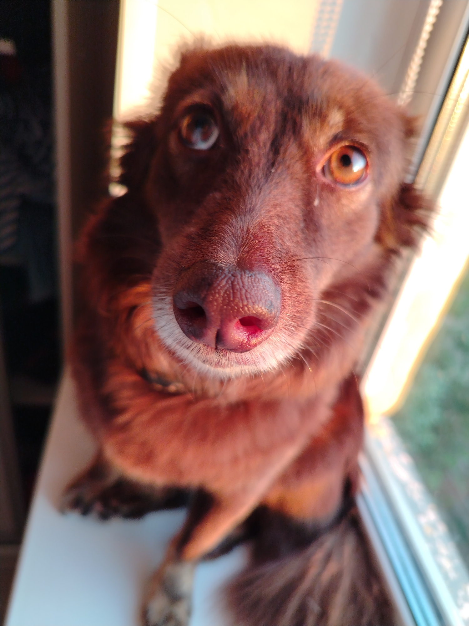 The image presents a close-up portrait of a long-haired, reddish-brown dog, likely a dachshund, situated indoors in Noviy, Russia. The dog is seen from a slightly low angle, sitting upright on what appears to be a white window sill, looking directly towards the camera with an attentive and curious expression.
The dog's prominent, wet, pinkish-brown nose is central and in sharp focus, highlighted by the ambient light. Its rich reddish-brown fur shows a warm, golden glow, particularly around its head and ears, due to strong backlighting. The dog's large, dark brown eyes are reflective; one eye displays a bright, warm highlight, while the other shows a cooler, bluish reflection.
The lighting indicates either late afternoon or early morning (golden hour), casting soft, warm tones across the scene and creating a noticeable halo effect around the dog's fur where the light hits from behind. This light emanates from a window on the right side of the frame. The background is largely out of focus, with indistinct dark shapes on the left, possibly interior elements, and bright, blurred hints of outdoor greenery and window structures on the right. There is no visible text in the image.