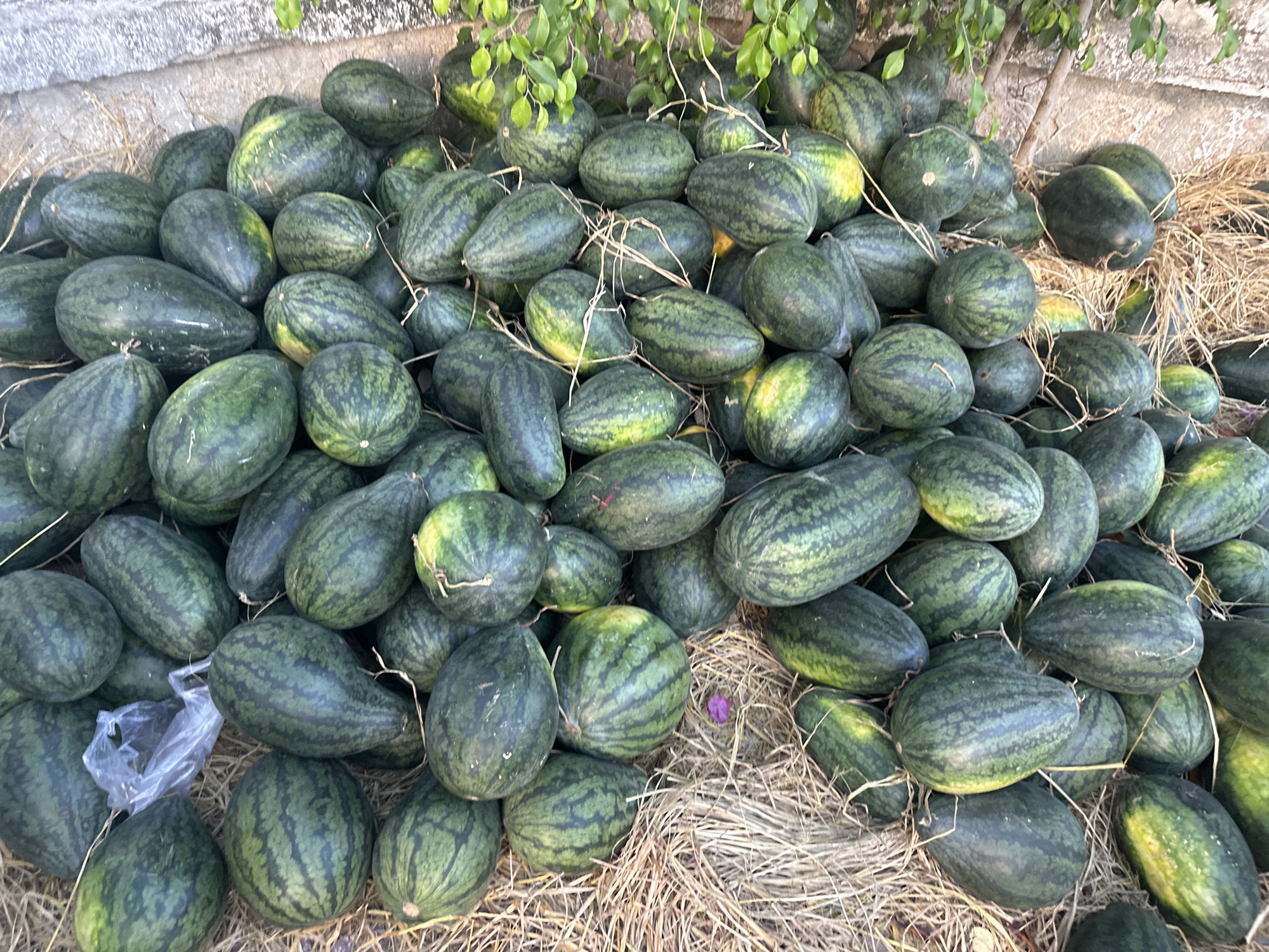A large pile of watermelons rests on a bed of dried straw, likely for sale. The watermelons are mostly dark green with the characteristic stripes, and range in size. A concrete wall is visible at the top left of the frame. The image was taken in Bac Nha Trang Ward, Vietnam.