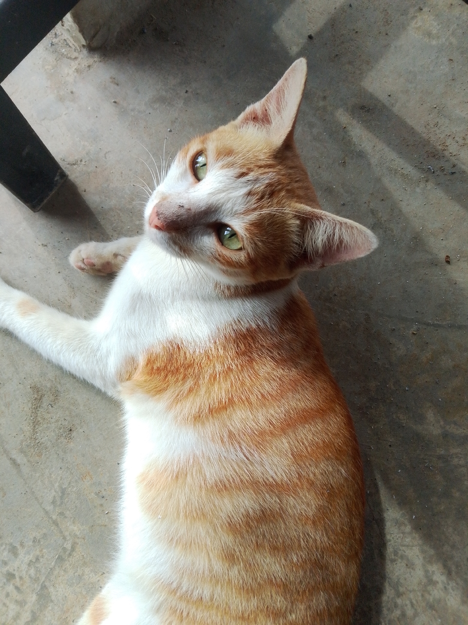 An orange and white tabby cat lies on a concrete surface, appearing relaxed. The cat's head is tilted upwards, and its bright green eyes are looking directly at the camera. Its ears are perked up, and its pink nose is visible. One of its front paws is resting on the ground, with its toes splayed. The cat's fur is a mix of orange and white, with distinct tabby stripes on its body and tail. The concrete surface shows some wear and tear, with a few small debris scattered on it. A shadow cast by an unseen object partially covers the ground in the upper left corner of the image, suggesting an outdoor or semi-outdoor setting. There are no people or other animals visible in the frame. The lighting appears to be natural daylight, casting subtle shadows and highlighting the cat's features. The scene is set in Ubitpayaitek, Indonesia.