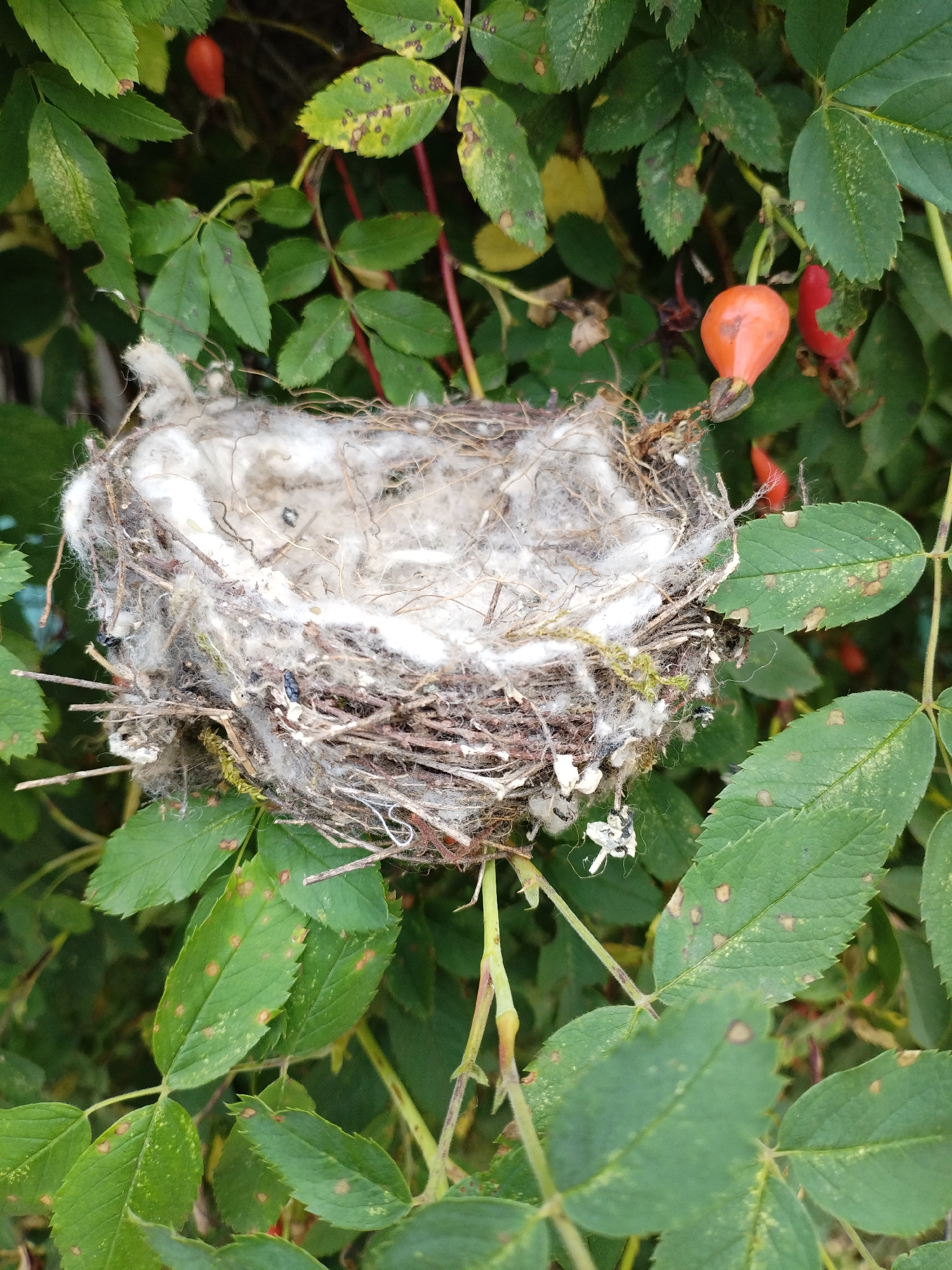 An abandoned bird's nest is visible in a cluster of rose bushes, situated amongst green leaves and branches. The nest is constructed from twigs, grass, and soft fluff, and appears to be empty. Some rosehips, which are small, red, and berry-like fruits, are also present on the branches. The leaves exhibit signs of minor discoloration and spotting. The scene suggests a natural setting within or near the city of Bialynichy, Belarus.