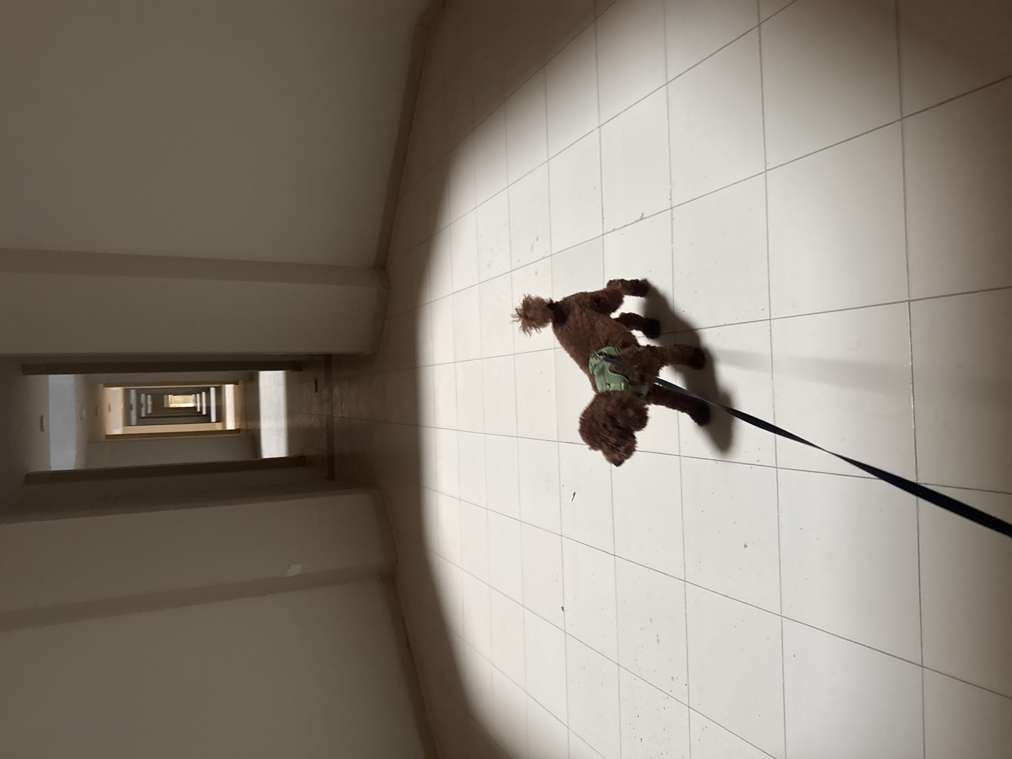 A brown poodle on a leash walks on a white tiled floor in a long hallway of a building. The hallway extends into the distance, with doorways visible on the left side. The location is Unknown, Unknown.