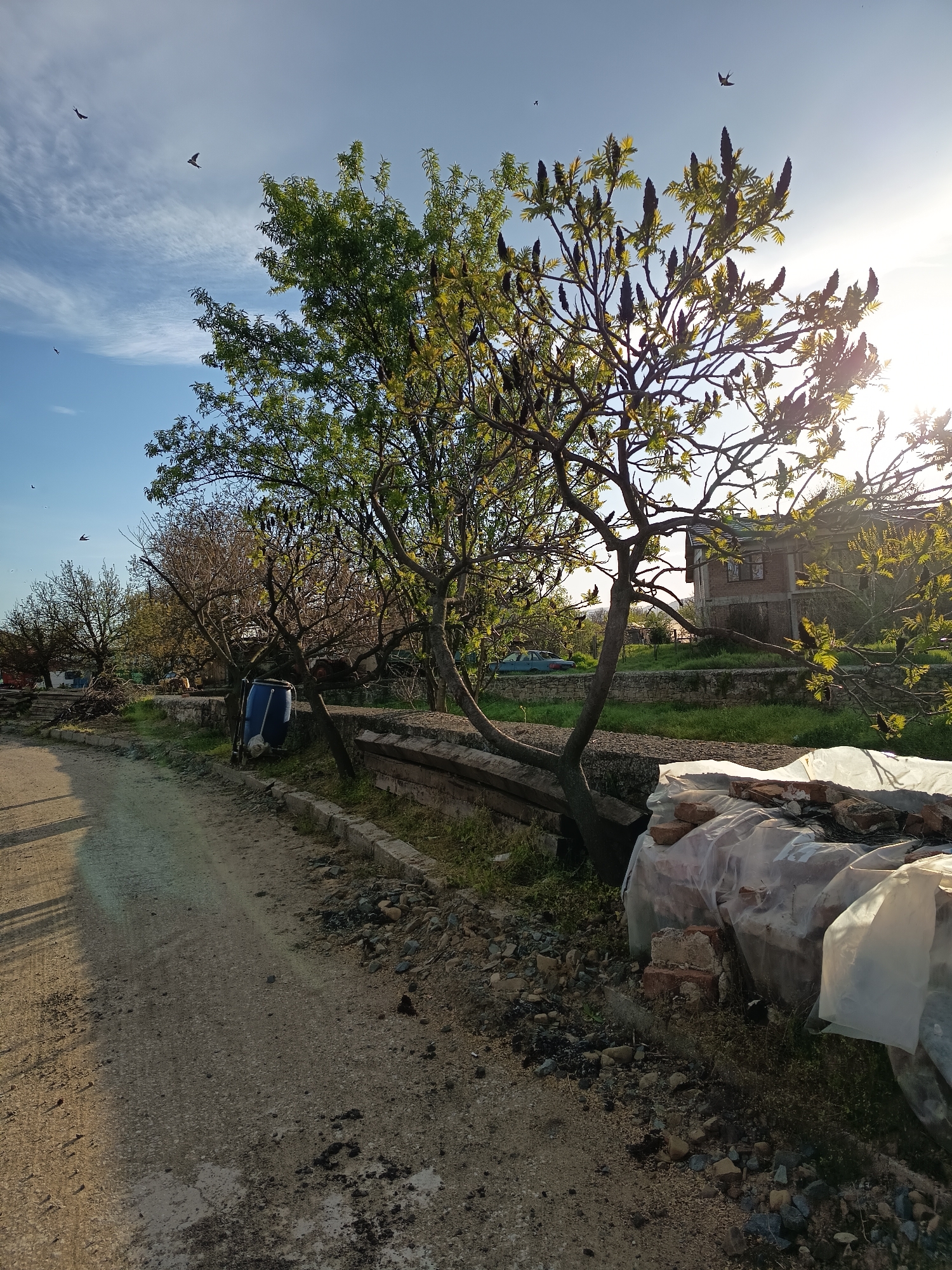 The image depicts a rural or semi-rural landscape illuminated by the warm, directional light of either early morning or late afternoon. A dusty, unpaved road or path runs along the left side, receding into the distance with a slight curve.
To the right of the path, a line of trees forms a natural boundary. The most prominent trees in the foreground and midground feature bright green foliage adorned with numerous dark, conical clusters, possibly seed heads or developing flowers of a sumac species. The sun, positioned brightly in the upper right, creates strong backlighting and lens flare, highlighting the edges of the leaves and branches. Further along the tree line, other trees appear to have less dense foliage or are bare.
The sky above is a clear blue with scattered wispy white clouds. Several small, dark birds are visible in flight across the upper part of the sky, adding a dynamic element to the scene.
Along the edge between the dirt path and the trees, there are low concrete or stone structures. The ground in this area is a mix of grass, dirt, and loose rocks. A blue plastic barrel leans against one of the tree trunks. In the immediate foreground on the right, there are piles of construction debris, including bricks and materials covered in white plastic sheeting.
In the background, beyond the trees, a house or building with a brick facade and a dark roof is partially visible. A light blue car can also be seen further down the path, partially obscured by trees. The strong, low sunlight casts long shadows across the path and illuminates the scene, suggesting a calm and tranquil atmosphere. No specific human activity is taking place, and no visible text is present.