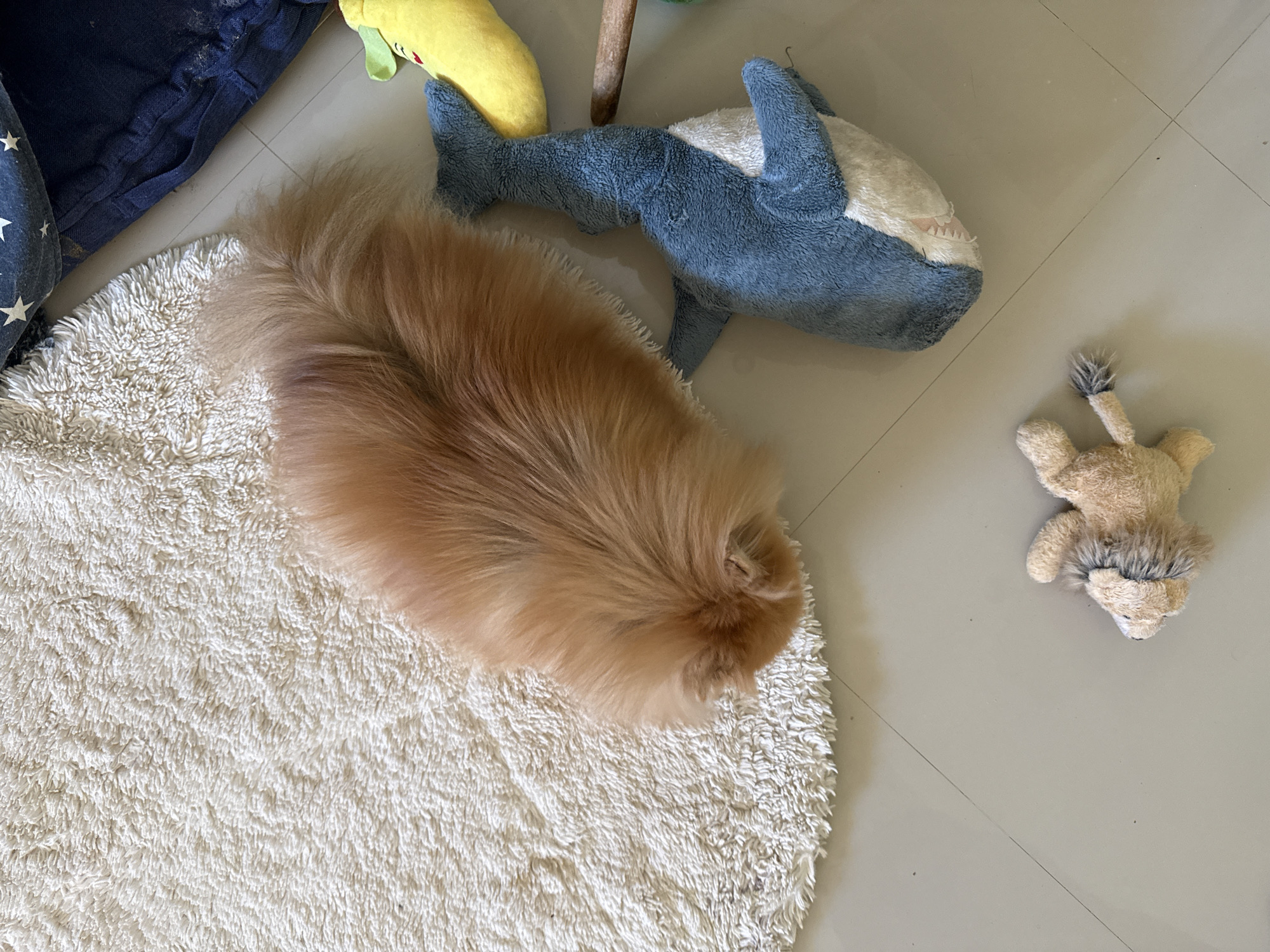 A tan Pomeranian dog is lying on a cream-colored shaggy rug in a room. Beside the dog, on the floor, is a plush blue shark toy and a plush yellow banana toy. To the lower right of the shark toy and further away from the dog is a small, tan plush lion toy. A dark blue cushion with white stars is visible in the upper right corner of the image. The floor is tiled with light gray tiles. The scene appears to be indoors, likely a home environment. No specific details about the city of Baan Thurian, Thailand, can be inferred from this image.