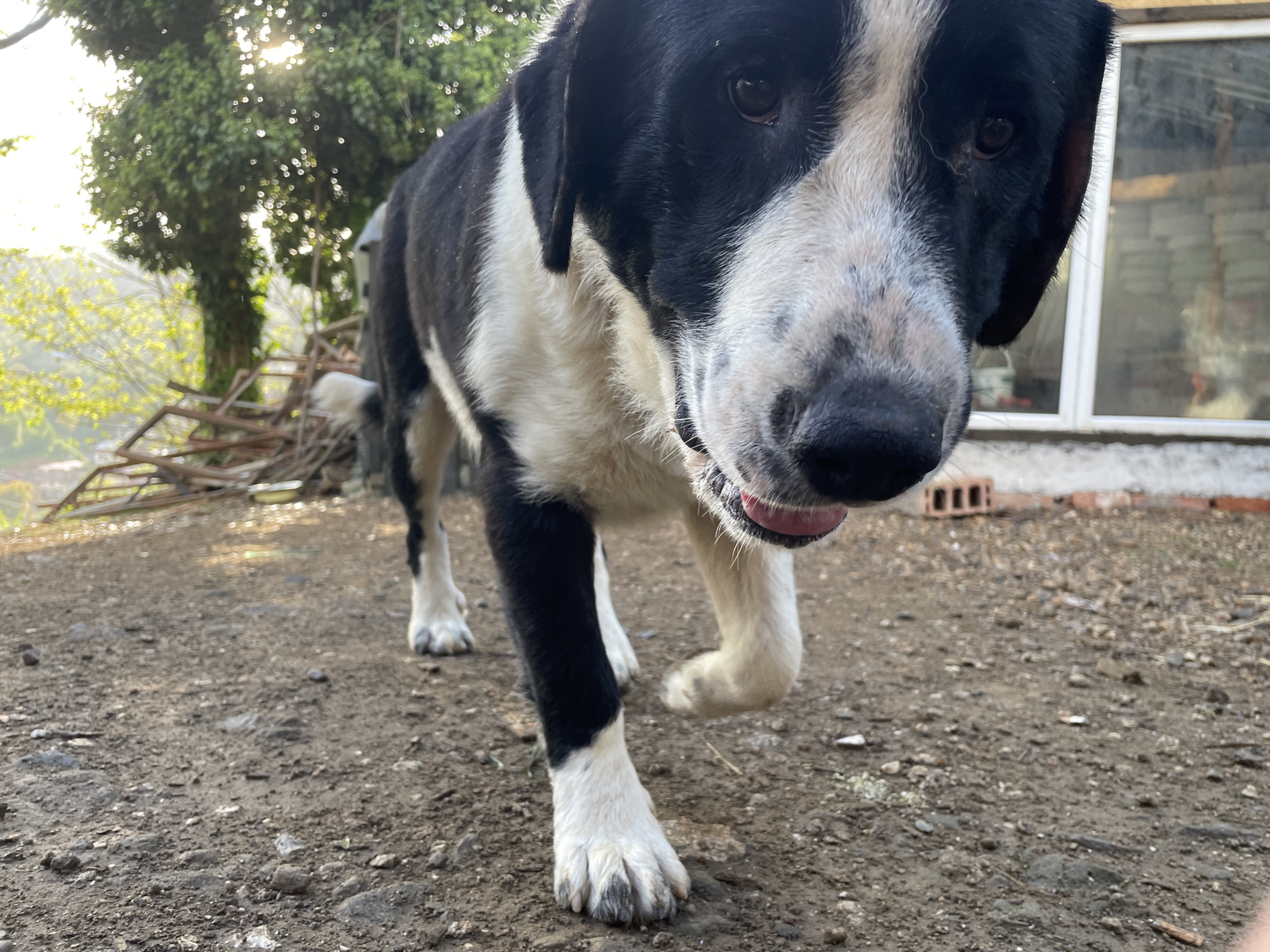 The image shows a medium-sized dog with black and white fur standing on a dirt surface. The dog is facing the camera and appears to be walking forward. Part of a tree is visible in the background on the left and the window of a building is in the background on the right. Bricks are near the building. The picture was taken in Zlatograd, Bulgaria.