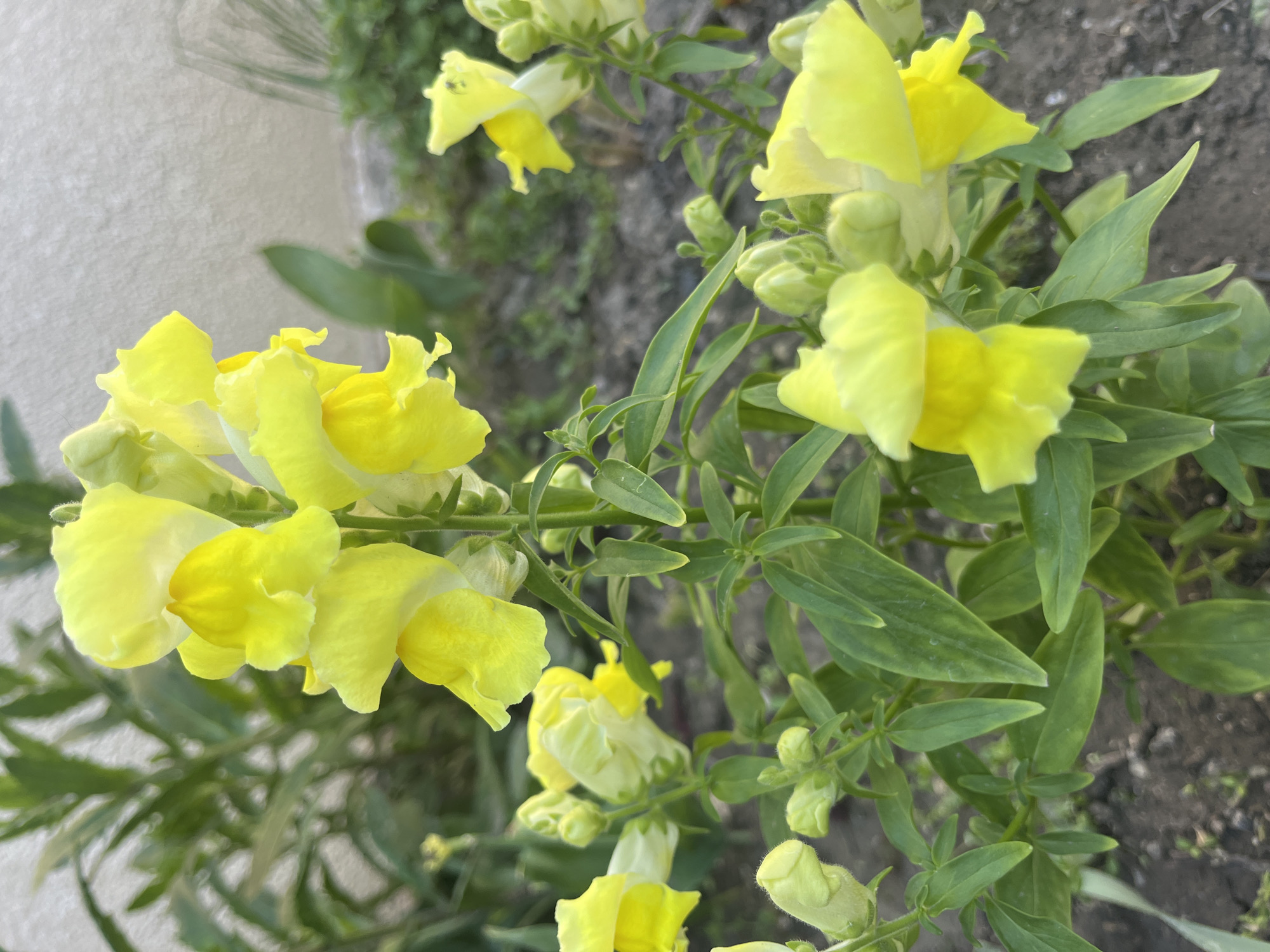 A cluster of yellow snapdragon flowers is the focal point of the image, surrounded by green leaves and stems. The flowers are in various stages of bloom, with some fully open and others still in bud. The background consists of soil and other greenery, indicating the flowers are growing outdoors. A wall is partially visible in the upper left corner of the image. The location and city are unknown.