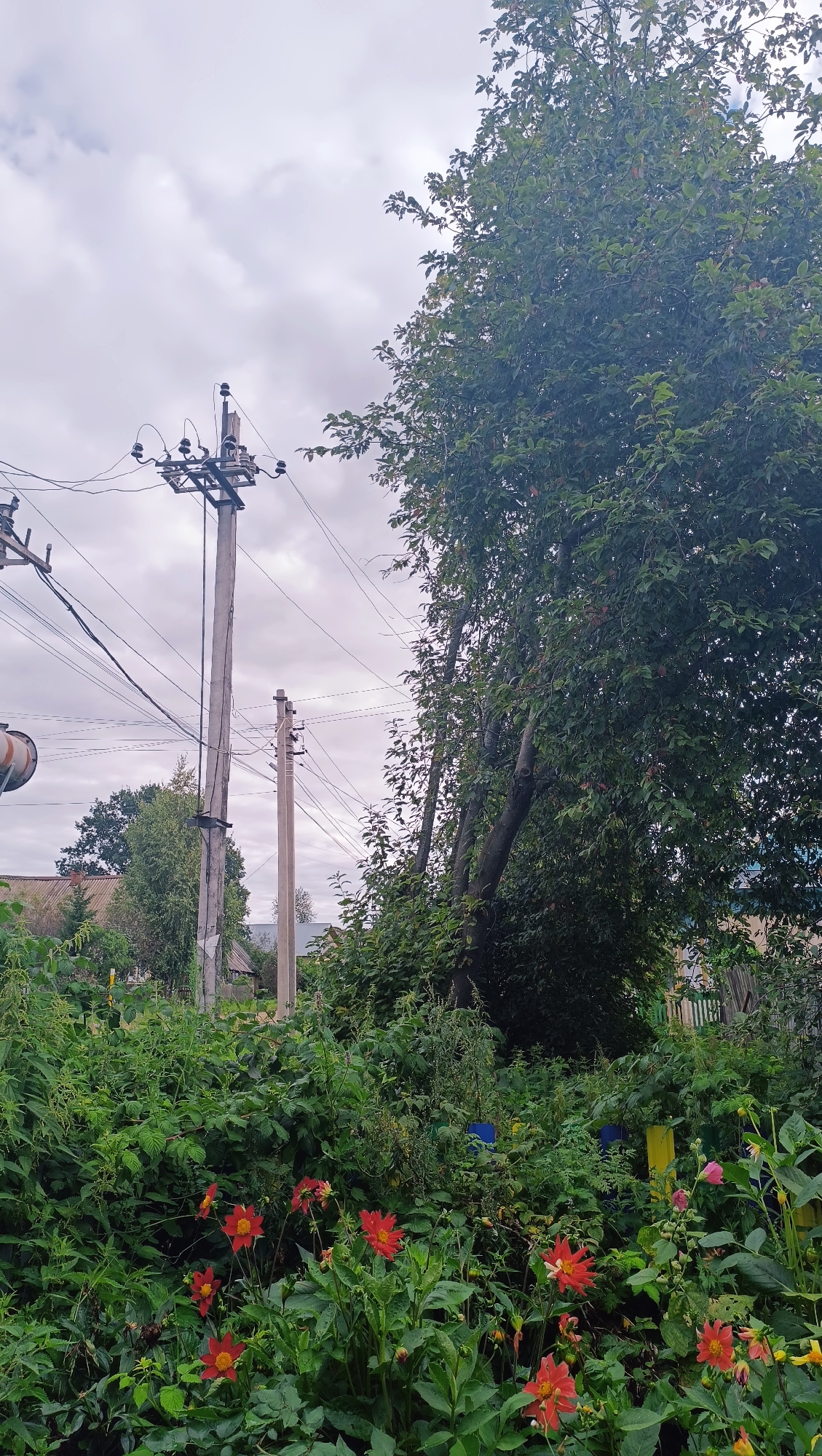 This is a vertical, eye-level, medium shot photograph taken outdoors on an overcast day. The foreground is dominated by lush green foliage and several vibrant red flowers, likely dahlias, in full bloom. Behind the flowers, to the left of the frame, are two tall concrete utility poles with numerous electrical wires strung between them. The larger pole on the left has a complex arrangement of insulators and transformers at its top, while the smaller pole to its right has a simpler setup. Further in the background, several houses with roofs are visible amongst the trees and vegetation. A large, leafy tree with dark green foliage occupies the right side of the frame, reaching towards the sky. The overall impression is of a somewhat overgrown, rural or semi-rural residential area, possibly a garden or backyard in the city of Karsha, Russia. There are no people or animals visible in the image.