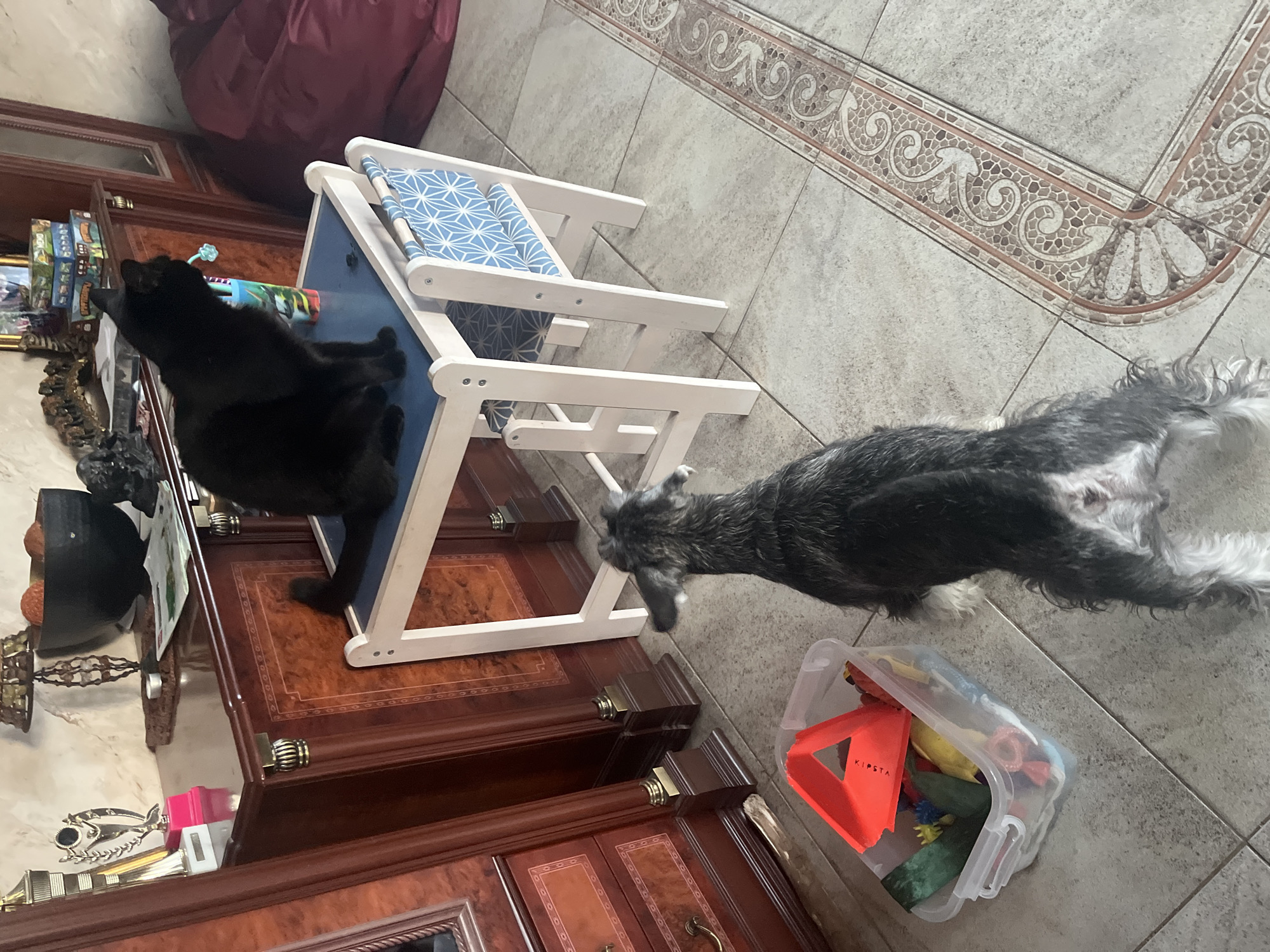 In the city of Vladimirovka, Russia, a black cat is perched atop a blue-topped small table. In front of the table, a miniature schnauzer dog stands on a tiled floor, facing away from the camera. To the left of the dog, a clear plastic bin filled with various toys, including a bright orange cone, is visible. Behind the table, a dark wooden cabinet is present, with decorative elements. To the right of the table, a burgundy beanbag chair is partially visible. The overall environment appears to be an indoor domestic setting.