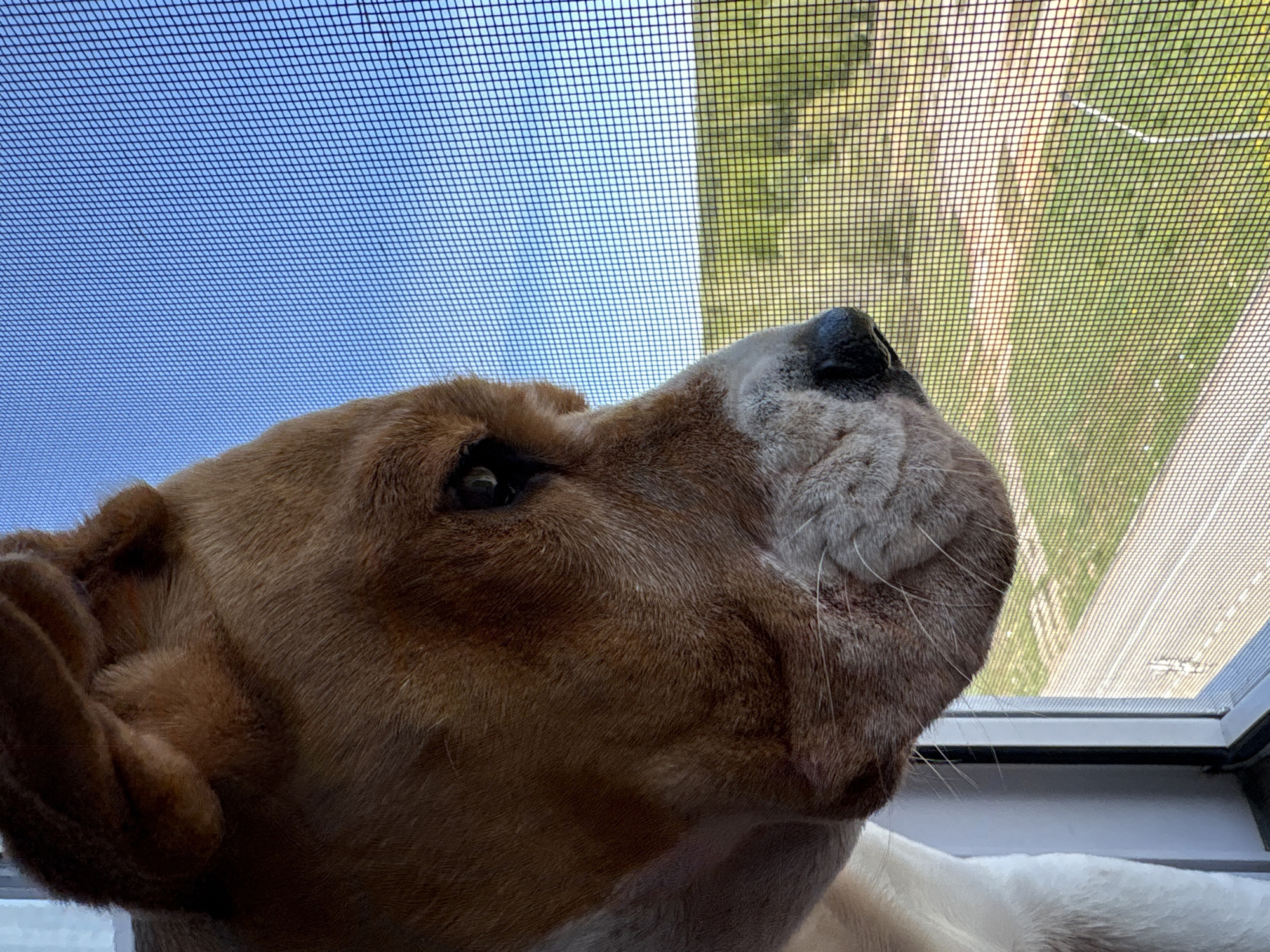A close-up, low-angle shot features a light brown and white dog looking upwards through a window screen. The dog's black nose, muzzle, and eye are visible. The screen obscures the view of the outside, which appears to be a mix of blue sky and green foliage or trees. The location is not discernible from the image.