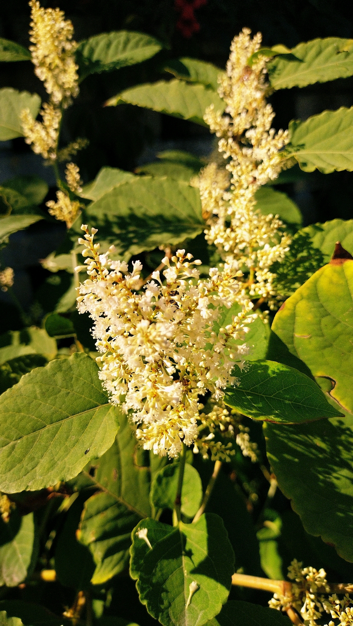 The image shows a close-up view of a flowering plant with numerous small, white and cream-colored flowers clustered together on spikes. The flowers are delicate and appear to be in bloom. Large, green leaves surround the flower clusters, some of which are partially in shadow. The lighting suggests it is daytime, with sunlight highlighting the flowers and leaves. One of the flower clusters has a small insect, likely a bee, visible on it. The overall impression is one of natural beauty and detail. The location is the city of Horishni Plavni, Ukraine.