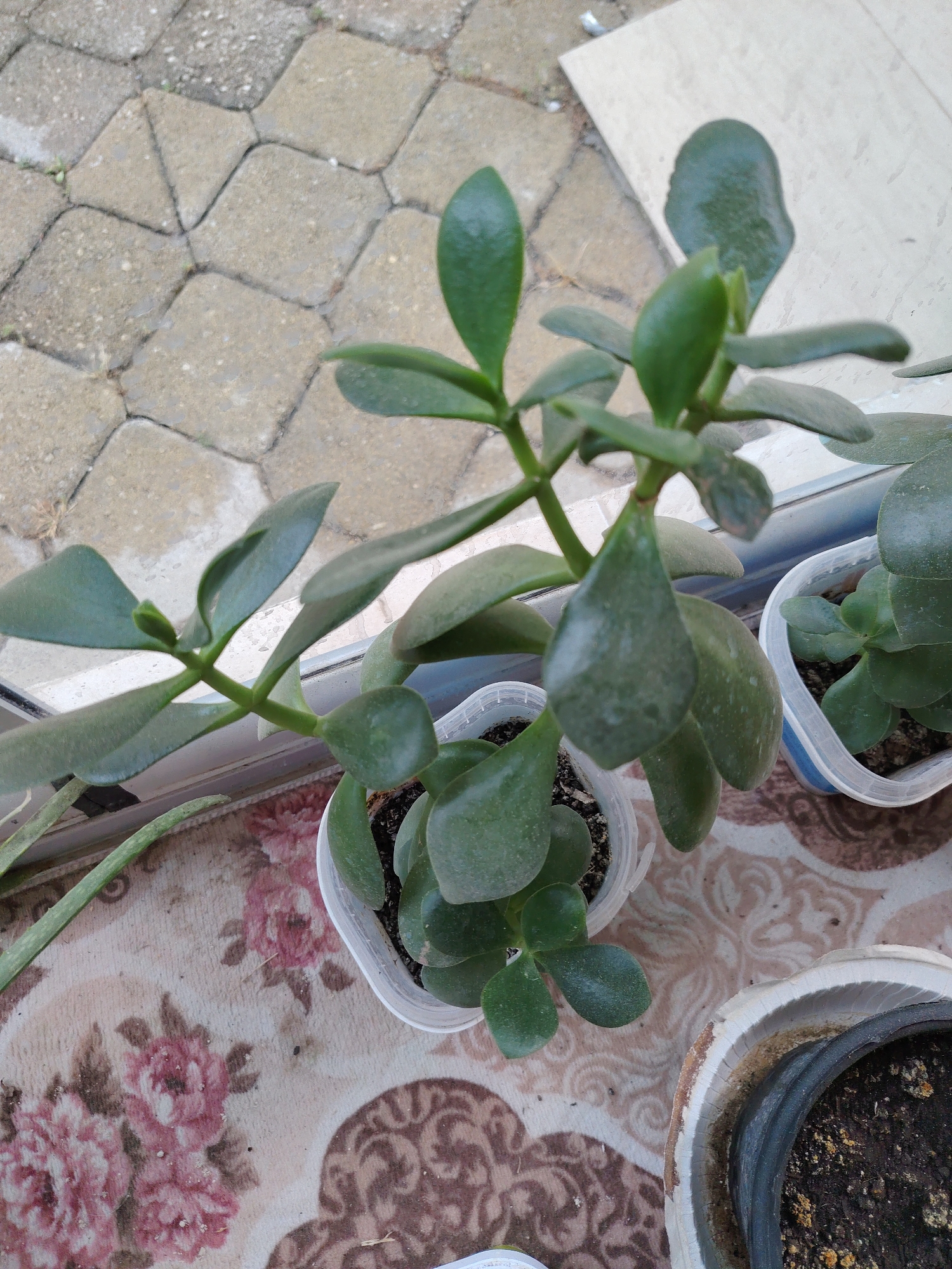 The image displays a close-up, overhead view of two potted jade plants, positioned on a patterned cloth rug next to a window. The jade plants are green and appear to be in plastic pots. The plant on the left is larger and more established, with thick, fleshy leaves and a woody stem that extends horizontally. The plant on the right is smaller and appears to be in an earlier stage of growth. The rug has a floral pattern with pink and brown tones. Outside the window, a paved walkway made of interlocking grey stones is visible. The scene is likely located in a residential or outdoor setting, possibly a balcony or patio, in Konyaaltı, Turkey, given the specific mention of the city. The lighting suggests it is daytime. There are no people or animals present in the image. The overall impression is one of domestic greenery and an outdoor urban or semi-urban environment.