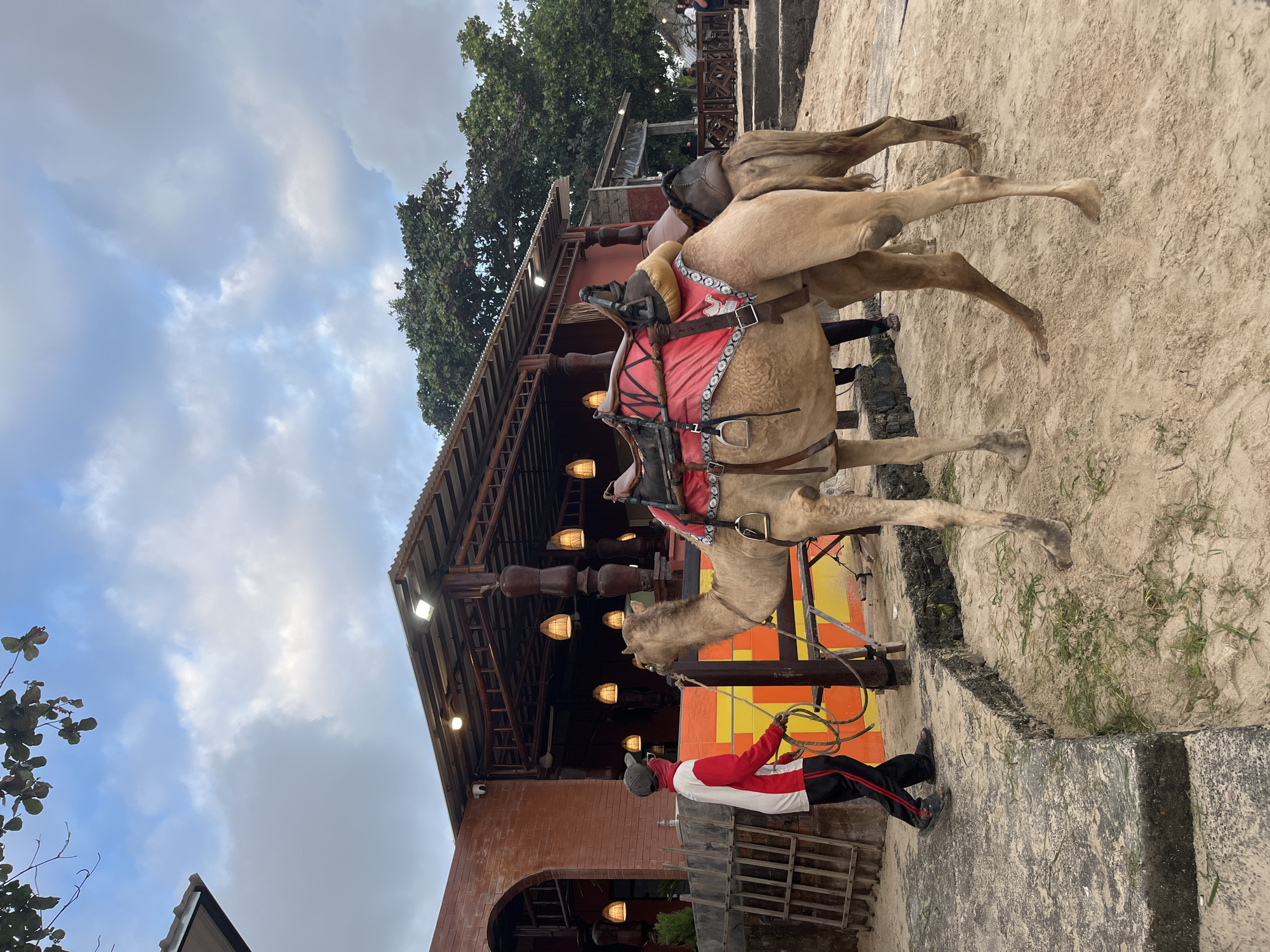 In Kuta, Bali, Indonesia, two camels are saddled and ready for rides on a sandy area in front of a brick building with a covered outdoor seating area. A person wearing a red and white long-sleeved shirt, black pants with red stripes, a gray cap, and a face mask holds the lead rope of the closest camel. The camel is tan with a red saddle blanket adorned with white trim and a decorative pattern. The second camel, partially obscured, is also saddled. The building has a corrugated metal roof supported by wooden beams, and several decorative lanterns hang from the ceiling. The ground is a mix of sand, dirt, and concrete steps. Trees and the sky are visible in the background.