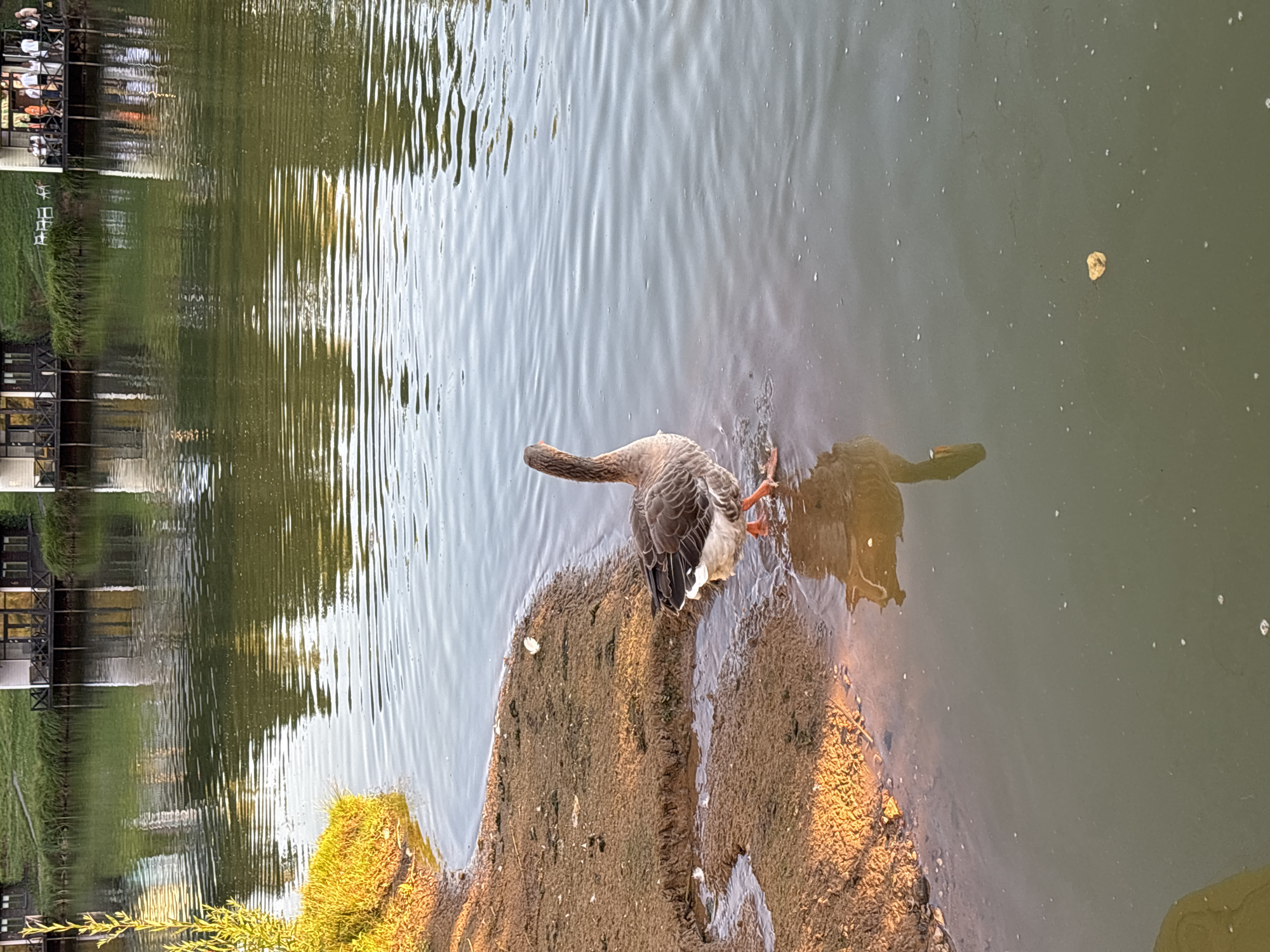 A goose stands at the edge of a body of water, its body angled to the right and its head turned to the left, looking towards the distant shore. The goose has grey and white feathers and orange legs and feet. It is partially submerged in the water, with its reflection visible below. The shore is made of brown earth and sparse green grass. In the background, across the water, are several buildings with wooden decks, reflecting in the rippling surface of the water. The scene appears to be a peaceful, natural setting. The location is described as being in Romashkovo, Russia.