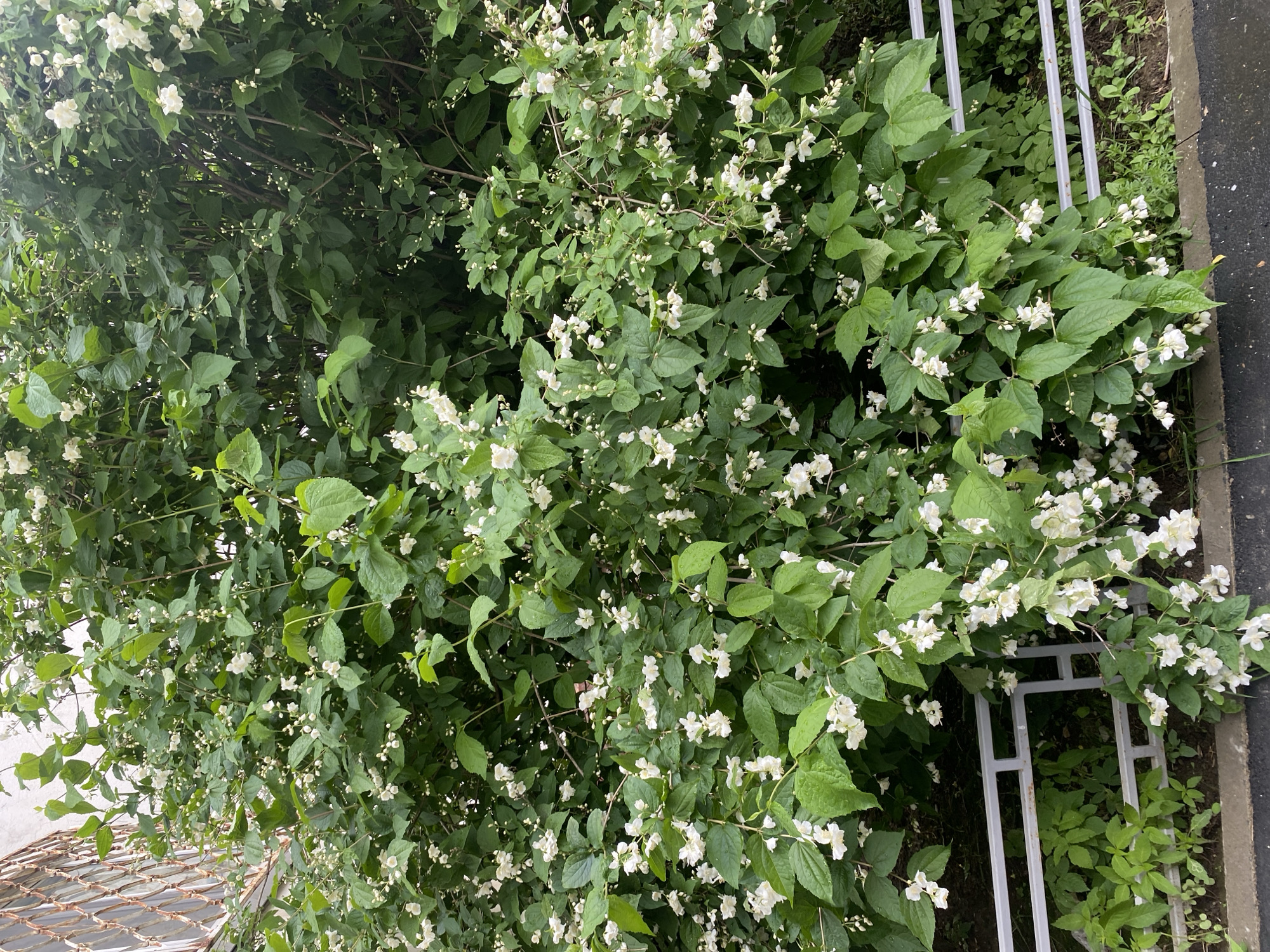The image shows a close-up of a dense jasmine bush in bloom, with numerous white flowers and green leaves. A portion of a white metal fence is visible in the lower part of the frame, separating the bush from the ground. The background is dominated by the foliage of the bush, with some hints of a building on the upper left. The scene appears to be an outdoor setting in a city. The specific location of Yuzhno-Sakhalinsk, Russia, is not directly evident from the image itself. There are no people or animals visible in the photograph.