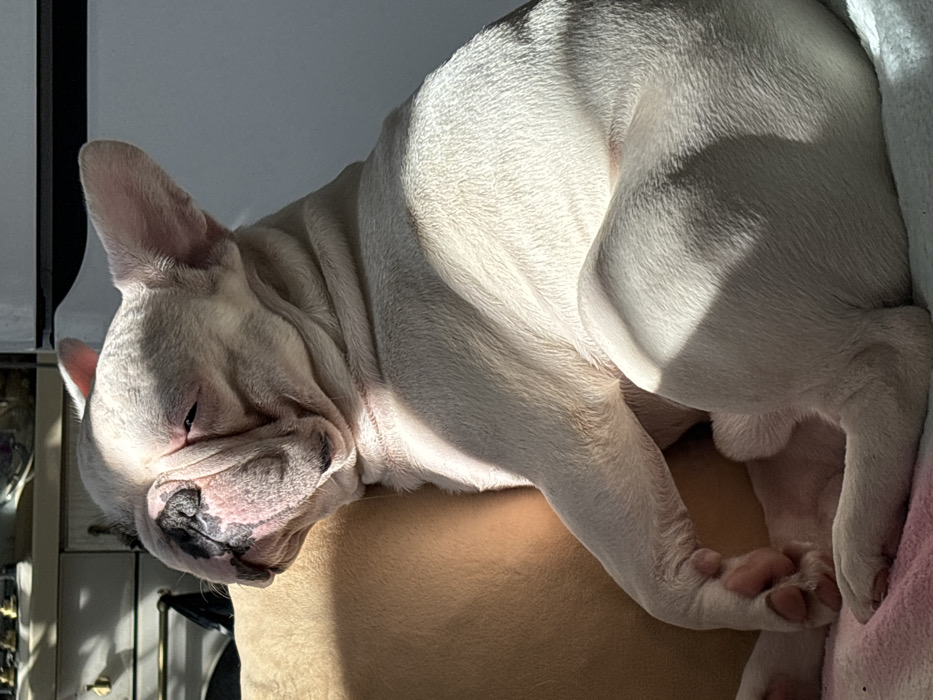 A light-colored French Bulldog is captured resting indoors in the city of Chaikovsky, Russia. The dog, displaying predominantly white or cream fur with visible skin folds on its face, is positioned upright but reclined against a tan-colored cushion. Its eyes are mostly closed, indicating a state of sleep or deep relaxation. A distinct dark patch is present on the dog's snout. The animal's front paws are curled, and it lies upon a light-colored textile, possibly a blanket, with faint pink or blue hues. Strong, direct sunlight illuminates the dog from the left, creating sharp shadows and accentuating the texture of its fur. The background is partially out of focus, revealing indistinct furniture items including a light-toned piece with a visible drawer handle on the left, and a large white object, possibly an appliance, on the right.