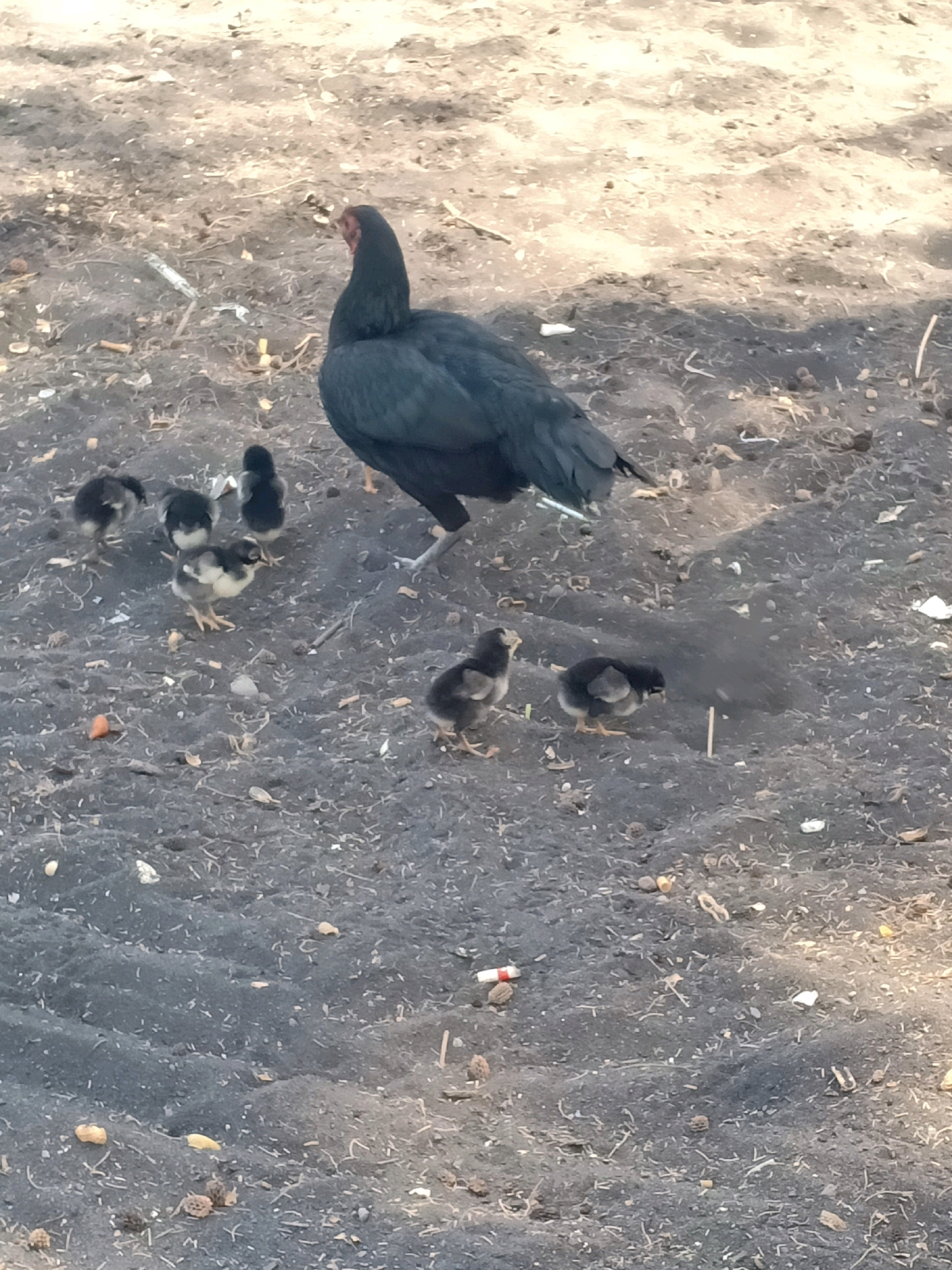 A mother hen and seven chicks are on the sandy ground in Bago Krajan Dua, Indonesia. The hen is black and stands over the chicks, which are a mix of black and yellow. The ground is covered with sand, small rocks, and bits of debris, including what appear to be cigarette butts and discarded food packaging. The scene is bathed in natural light, with shadows indicating a sunny day.