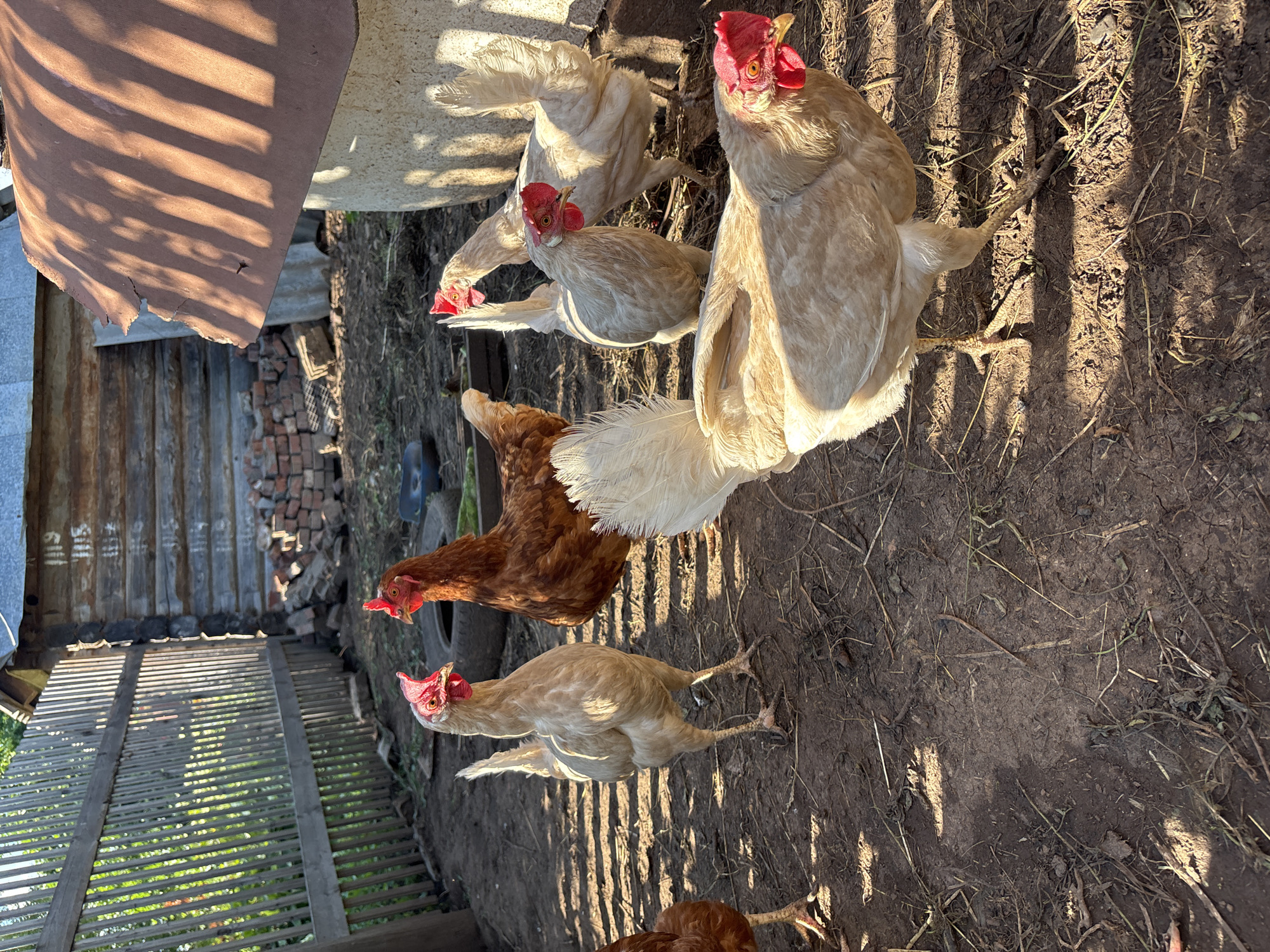 A flock of chickens, including a brown hen and several light-colored hens, are gathered in a farmyard. The chickens are standing on dry, dusty ground with scattered straw and debris. In the background, there is a wooden fence, a rustic wooden building with metal roofing, and a pile of bricks. A large concrete structure, possibly a silo or well, is also visible. The scene is illuminated by bright sunlight, casting long shadows across the ground. The location is identified as Niva, Russia.