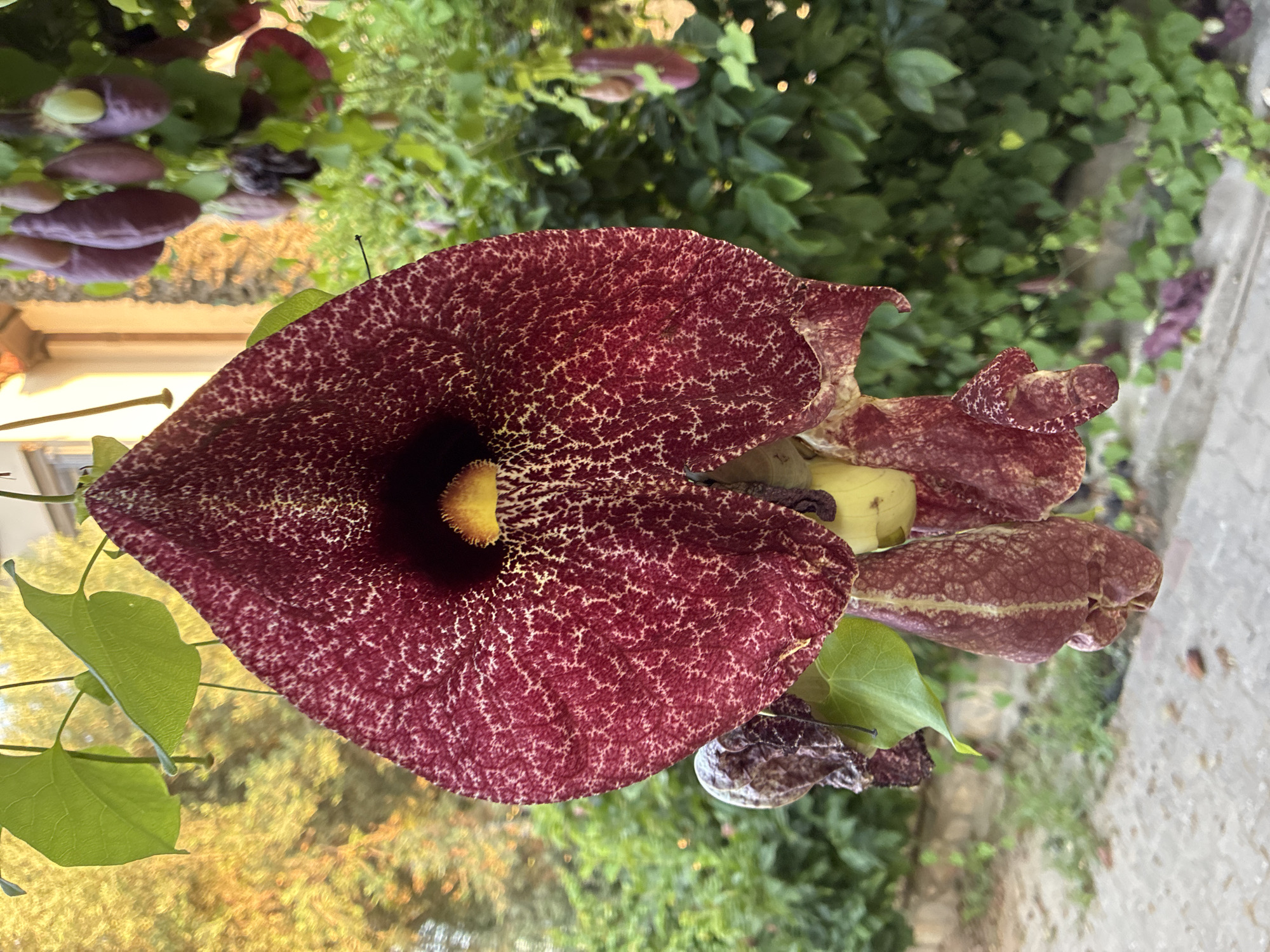 The image shows a close-up of a large, deep red flower with a reticulated pattern of lighter veins. The flower has a dark center with a bright yellow stamen. Below the main flower, there are several smaller, pendulous, tubular structures, also in shades of red and cream, some appearing withered. The flower and its appendages are suspended from vines with green leaves. In the background, out of focus, are lush green foliage, a building with a light-colored facade, and hints of golden sunlight filtering through trees. The ground in the foreground appears to be a concrete or stone pathway with scattered debris. The setting is outdoors, possibly a garden or courtyard. The provided context mentions Alanya, Turkey, which suggests this scene is located within that city. There are no people or animals visible in the image.