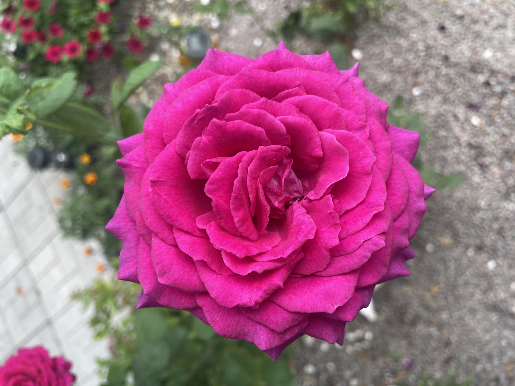 A close-up, top-down view of a vibrant pink rose bloom dominates the frame. The rose, with its intricate layers of petals, is in sharp focus, showcasing its velvety texture and deep hue. Surrounding the rose, the background is softly blurred, revealing elements of an outdoor setting. In the upper left, a portion of another pink rose is visible. The ground beneath appears to be a mixture of gravel and concrete paving stones. Lush green foliage and glimpses of other colorful flowers, possibly petunias and marigolds, suggest a garden or park environment. The overall impression is one of natural beauty and delicate floral arrangement, likely taken in a garden in Kobeliaky, Ukraine.